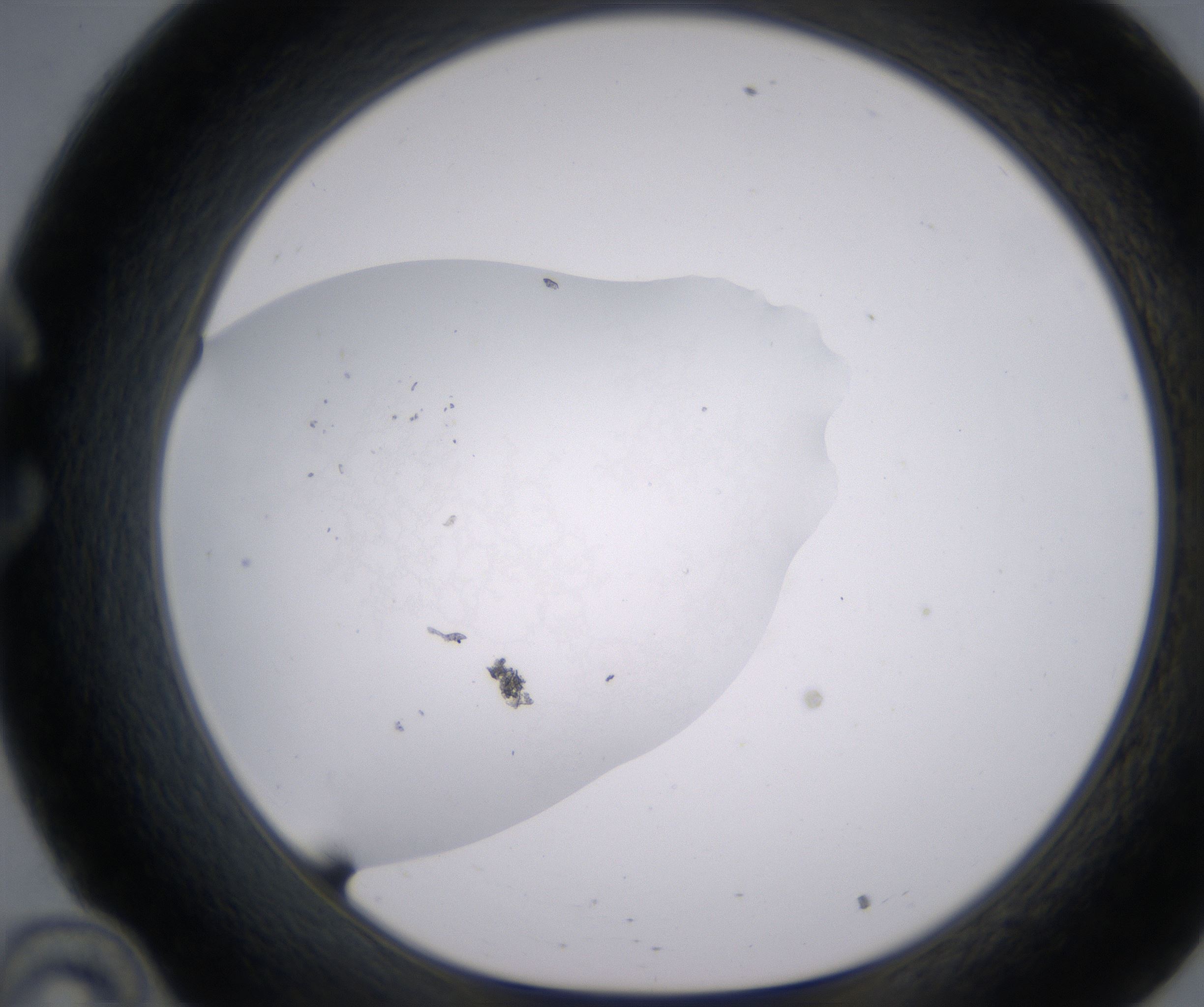 C10_HighResolution_Precipitate_1.jpg