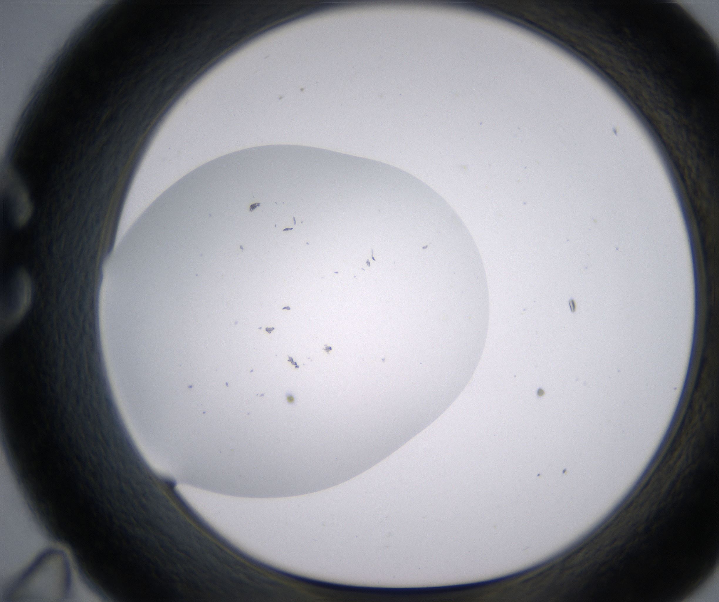 C11_HighResolution_Clear_1.jpg