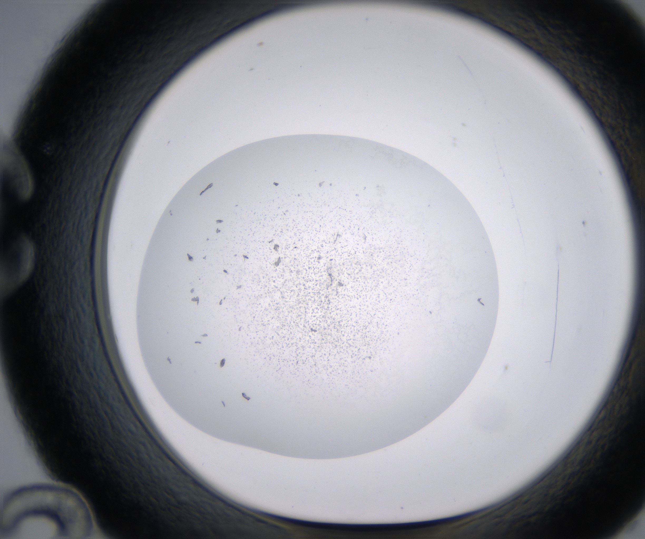 C12_HighResolution_Precipitate_1.jpg