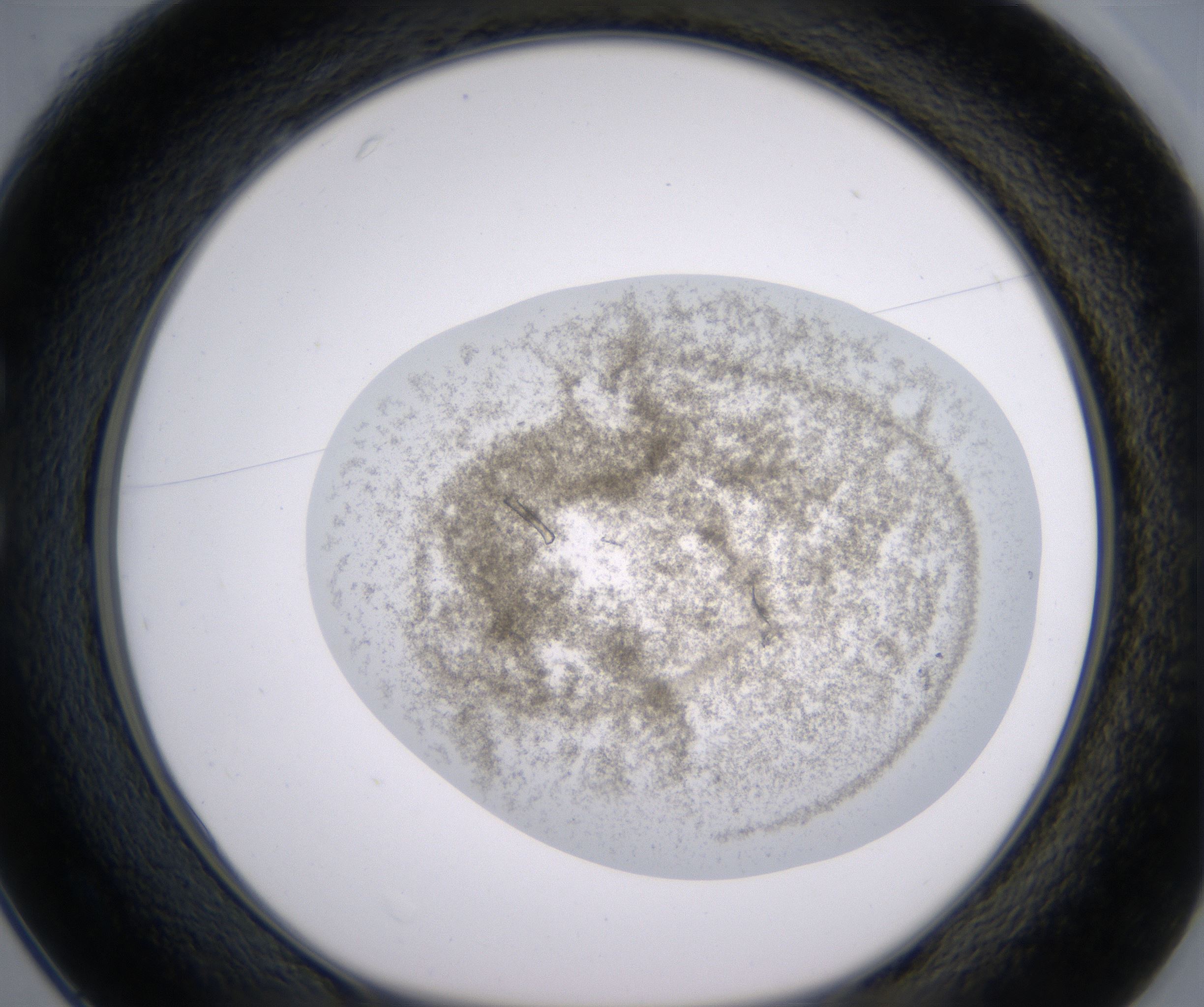 C1_HighResolution_Precipitate_1.jpg