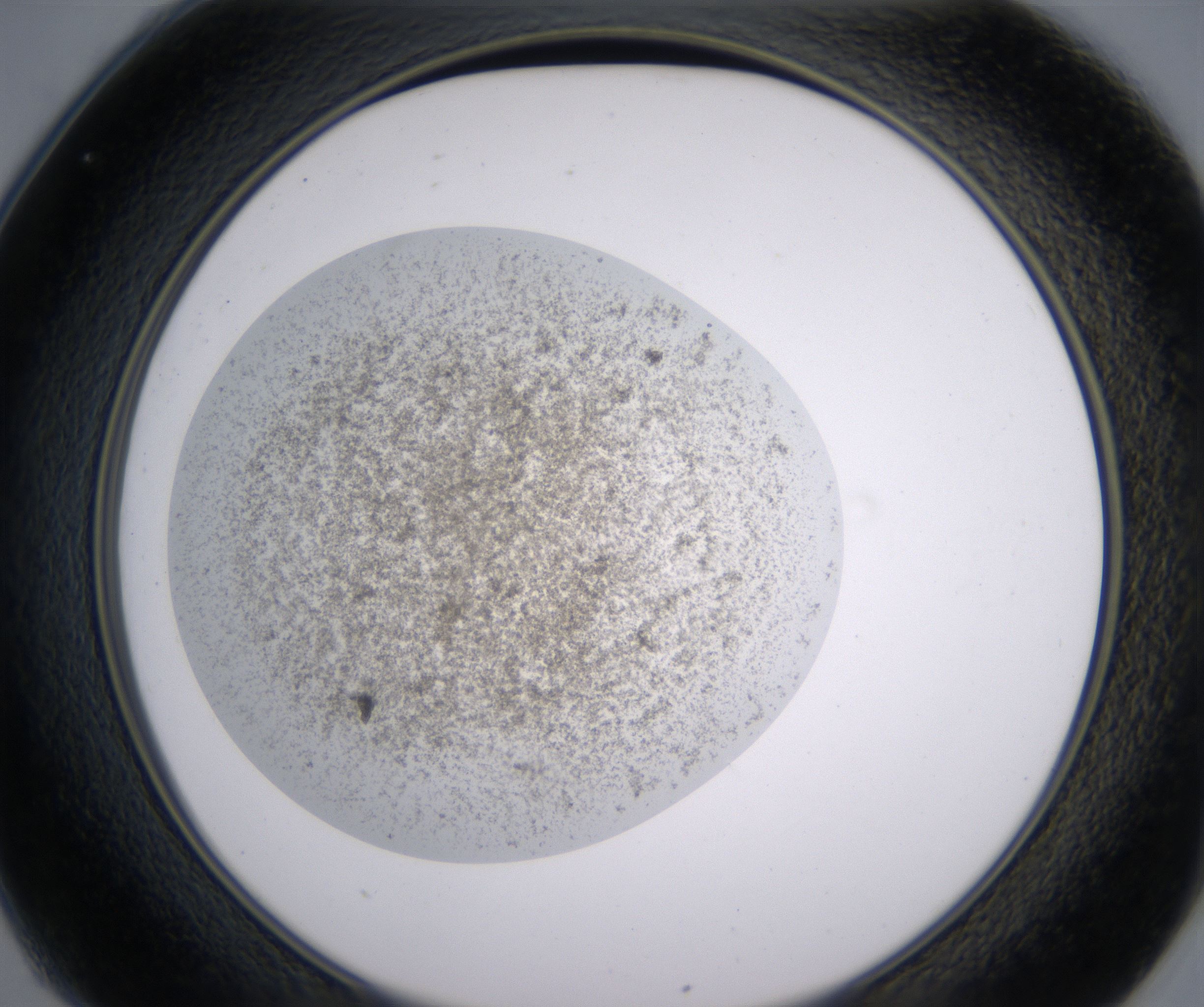 C1_HighResolution_Precipitate_2.jpg