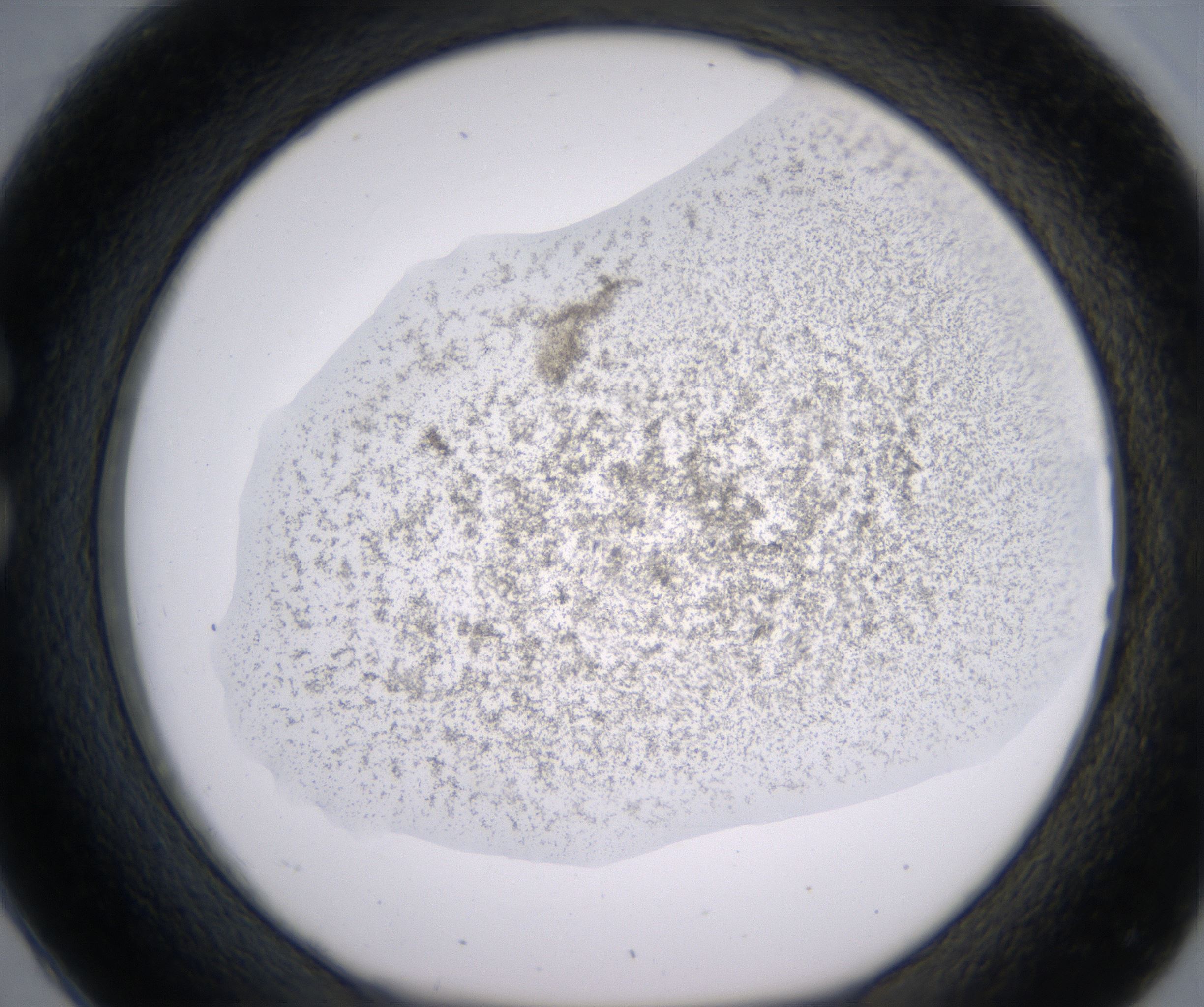 C2_HighResolution_Precipitate_1.jpg