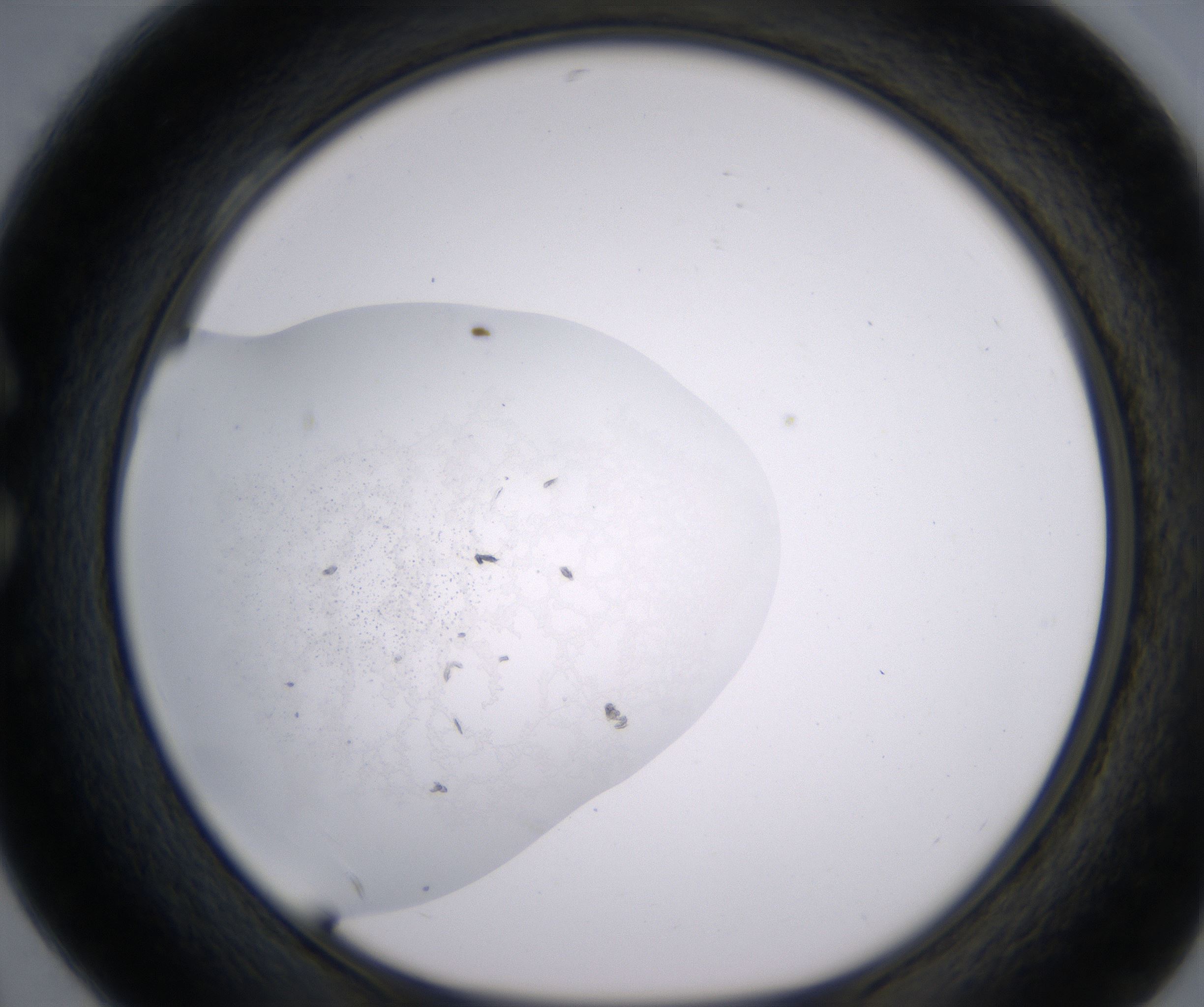 C4_HighResolution_Precipitate_1.jpg