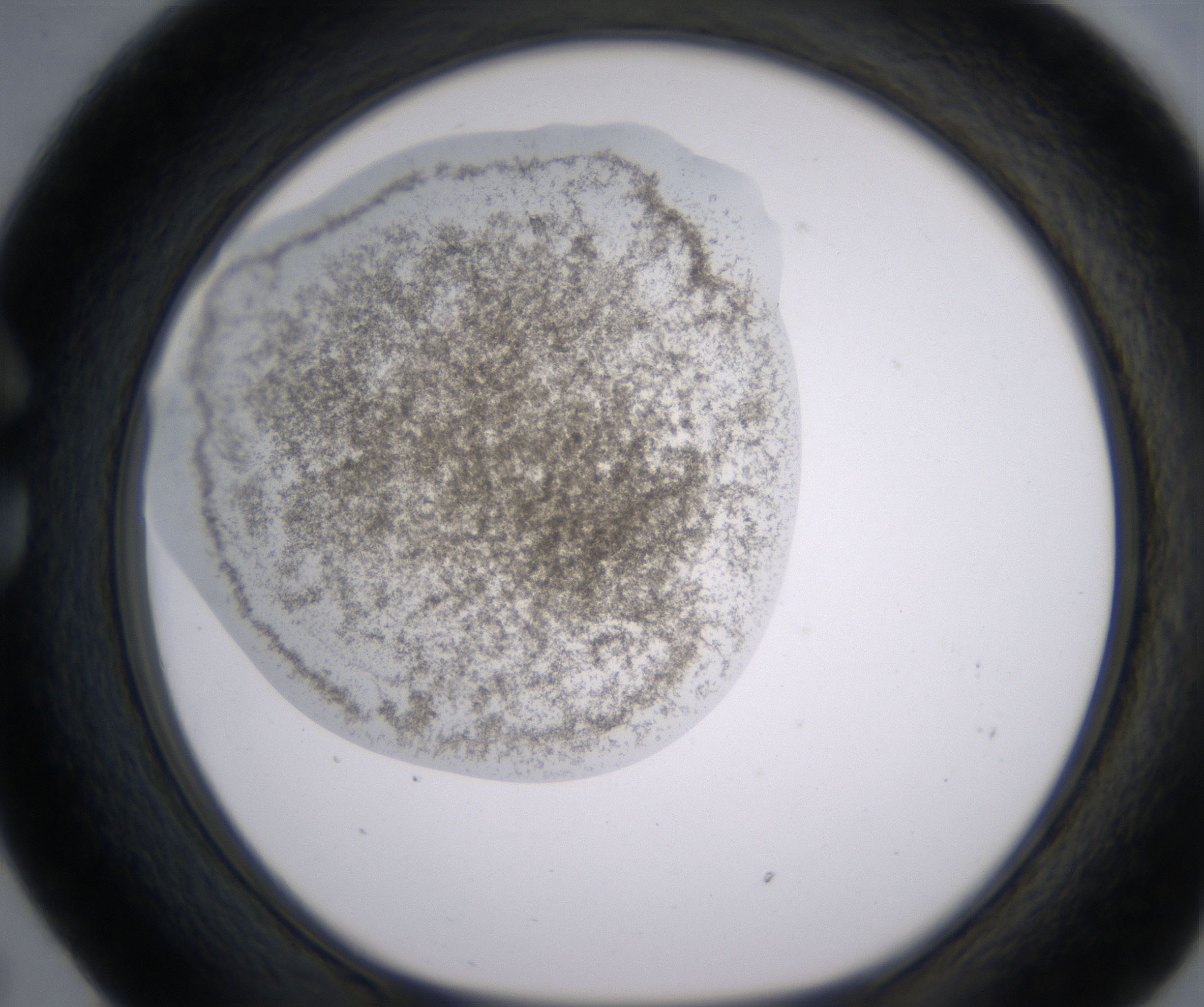 C5_HighResolution_Precipitate_1.jpg