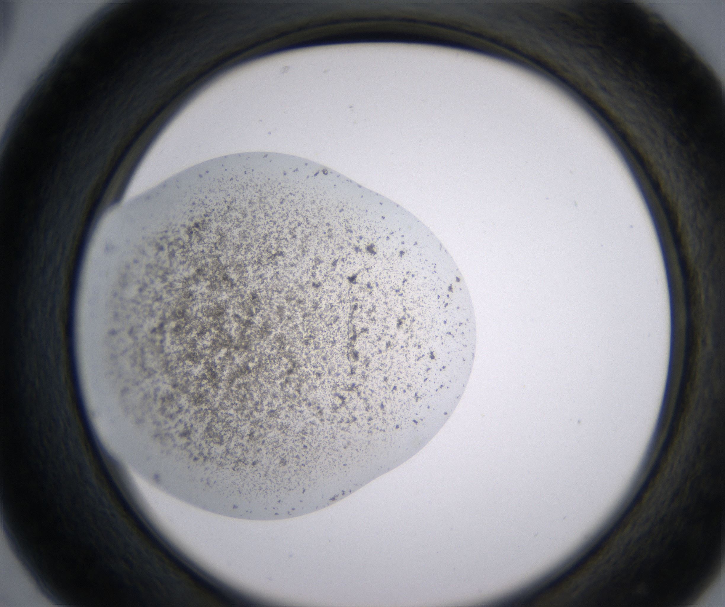 C5_HighResolution_Precipitate_2.jpg