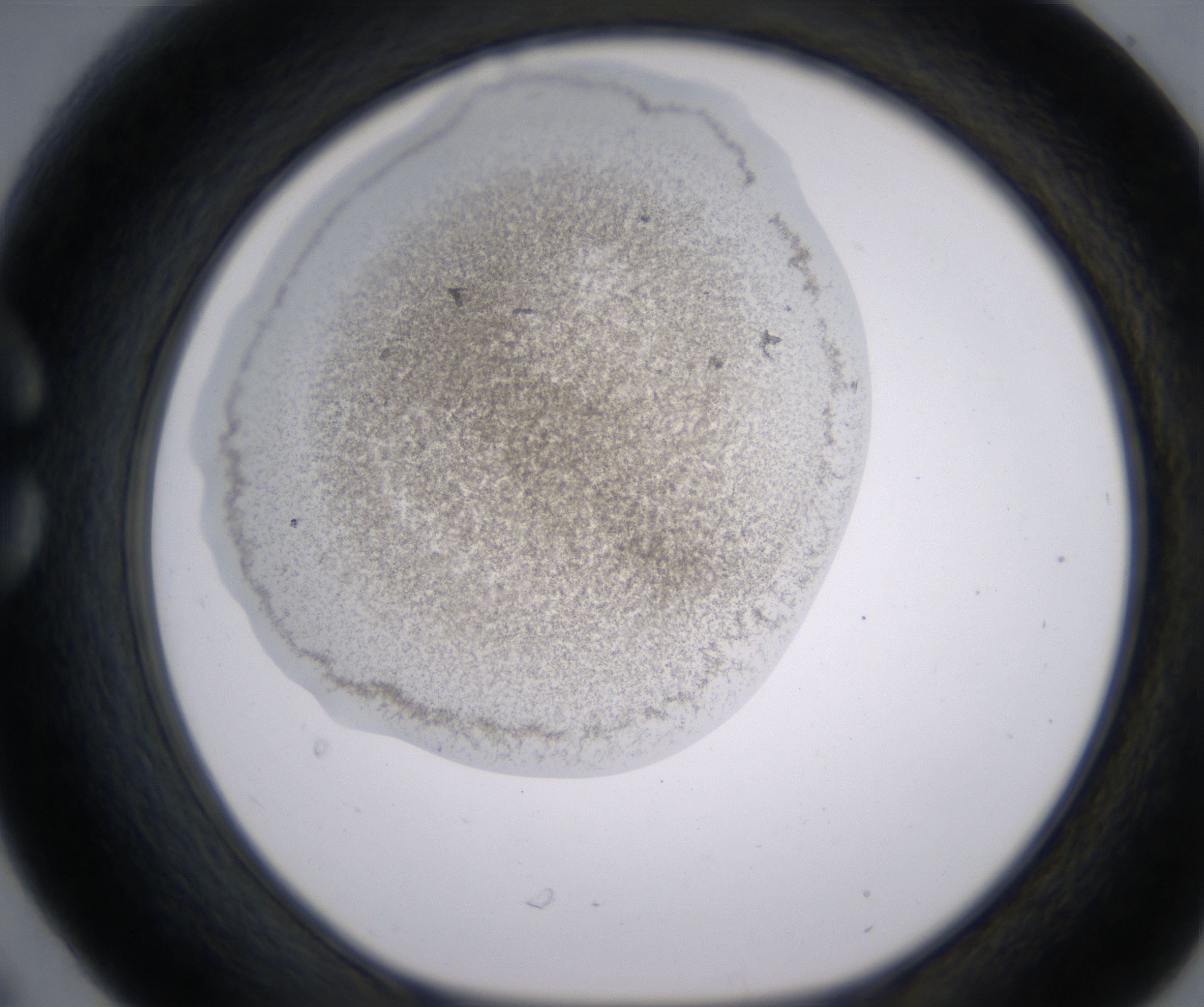 C6_HighResolution_Precipitate_1.jpg