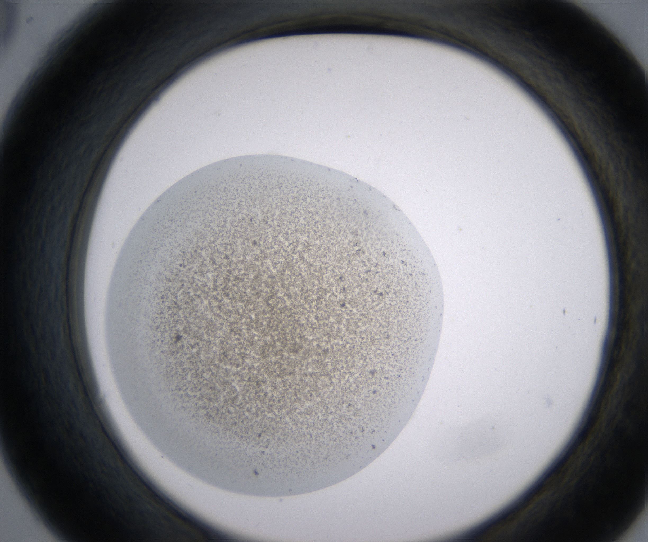 C6_HighResolution_Precipitate_2.jpg