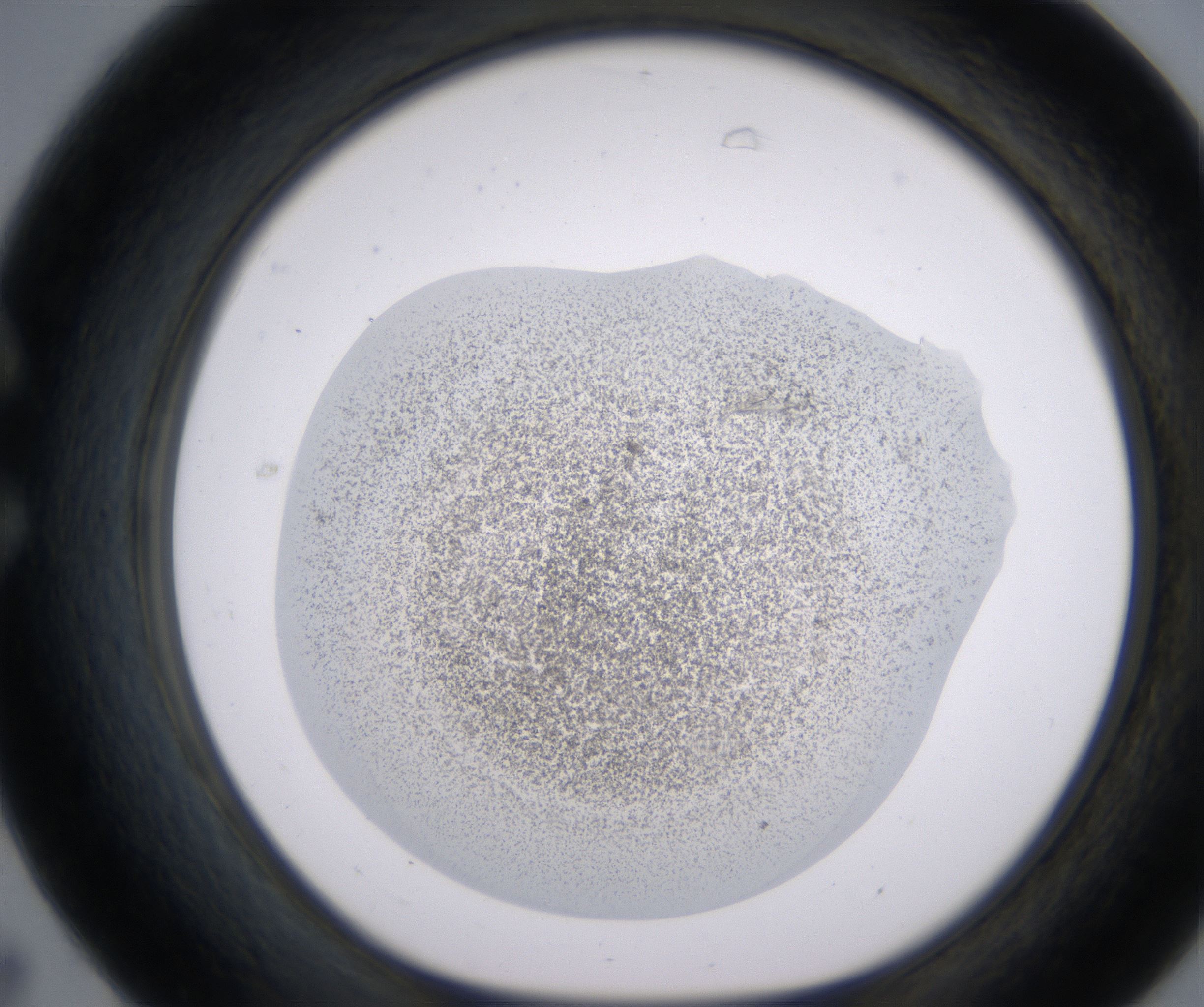C7_HighResolution_Precipitate_1.jpg