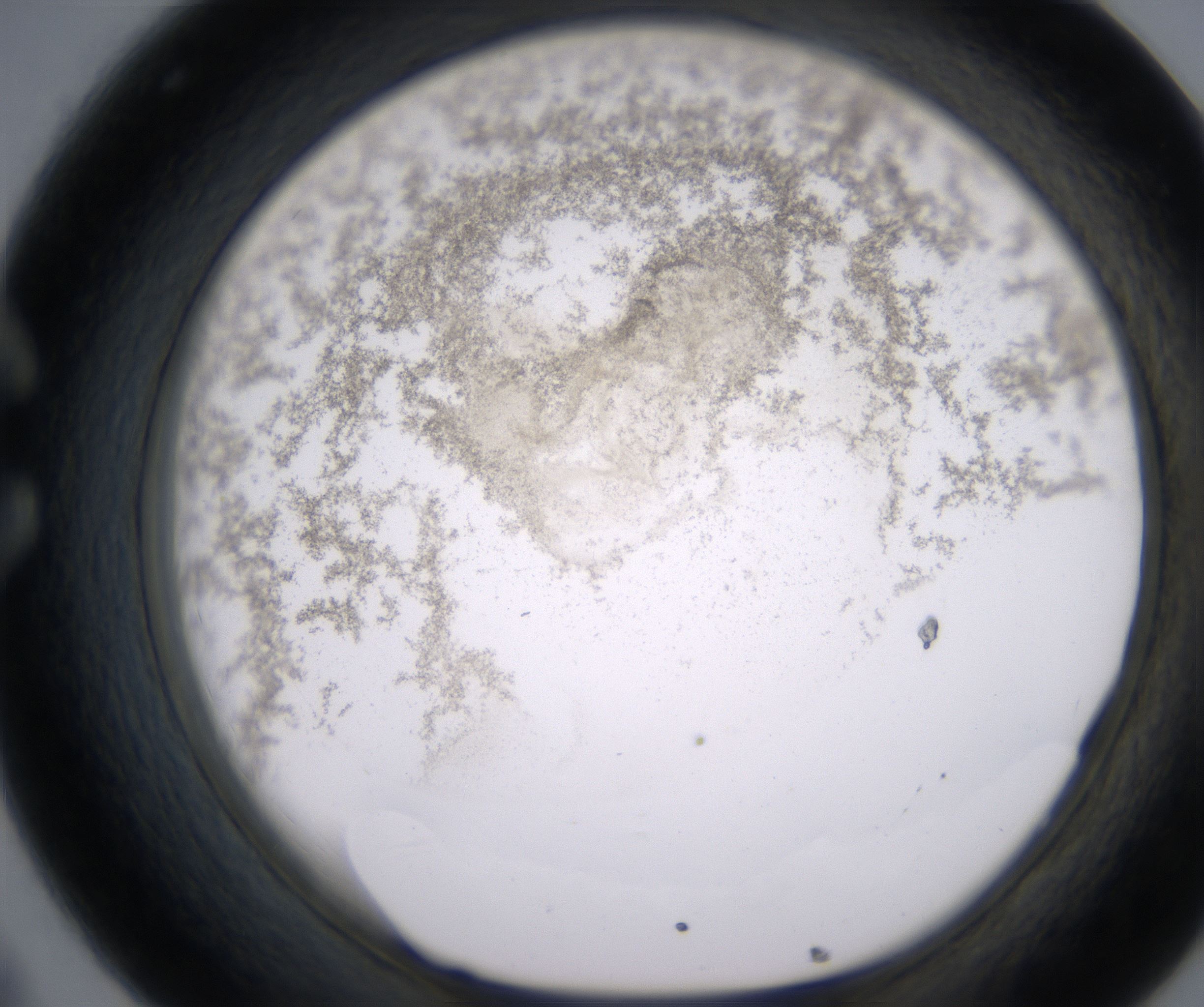 C8_HighResolution_Precipitate_1.jpg