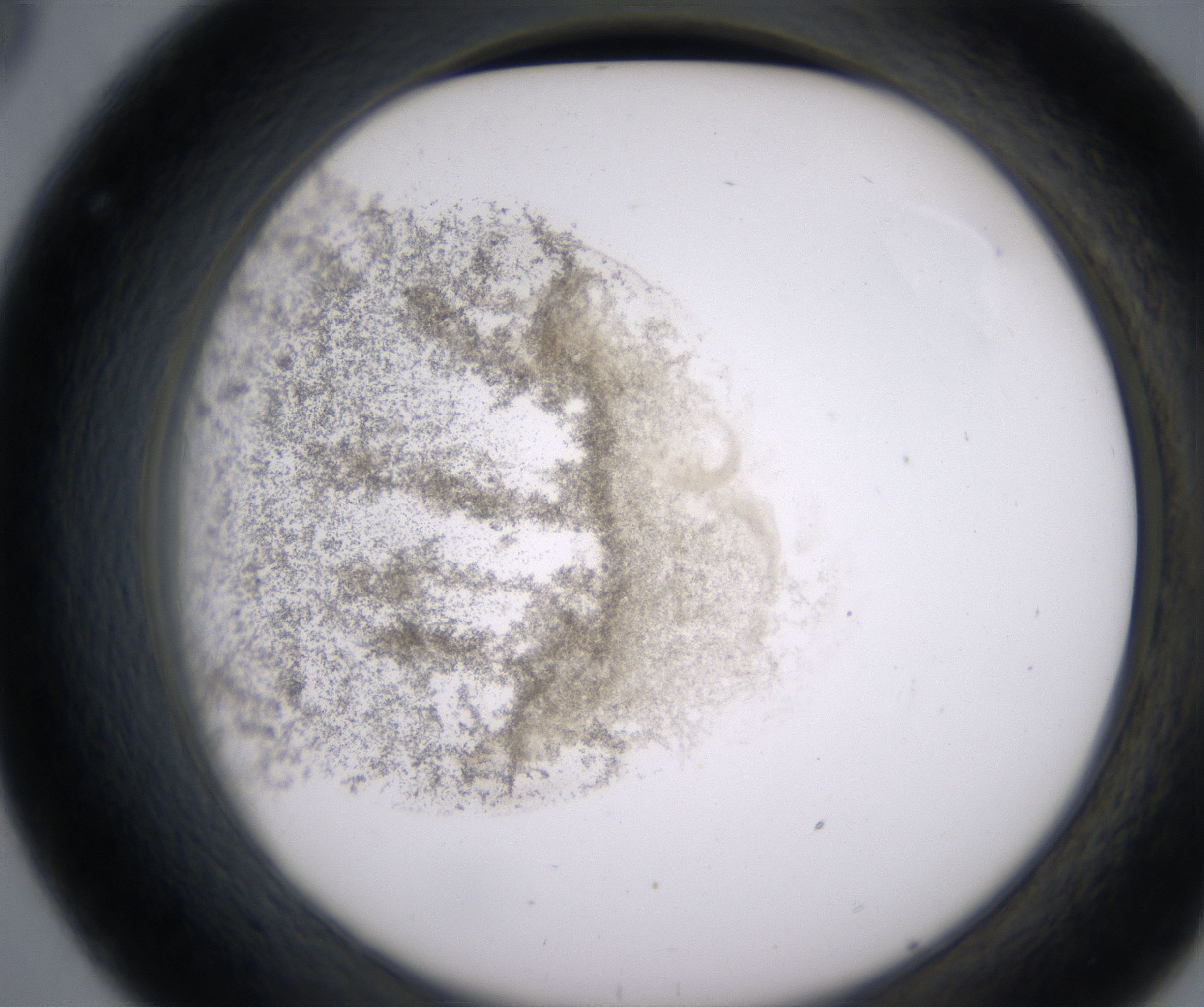 C8_HighResolution_Precipitate_2.jpg