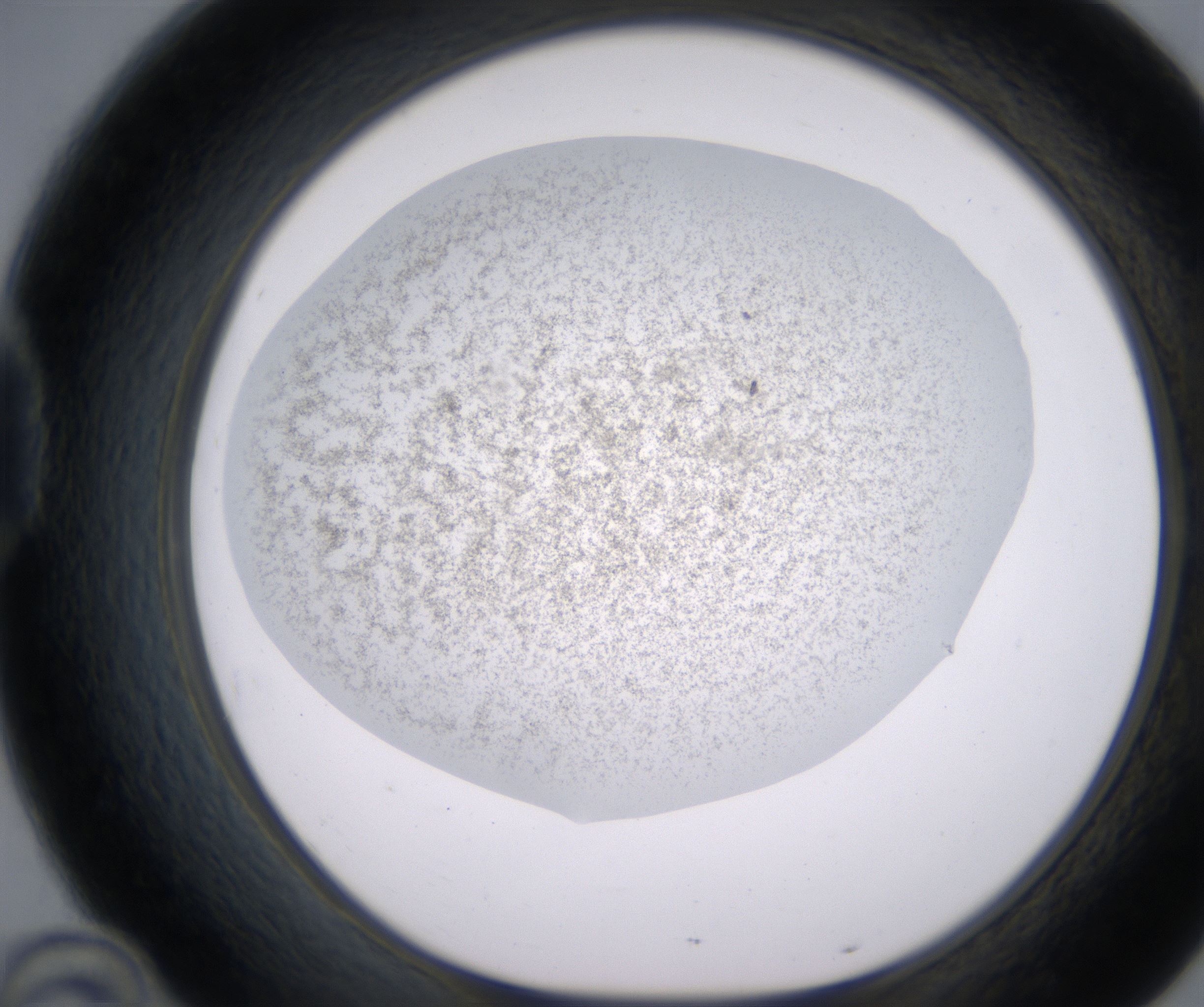 D10_HighResolution_Precipitate_1.jpg