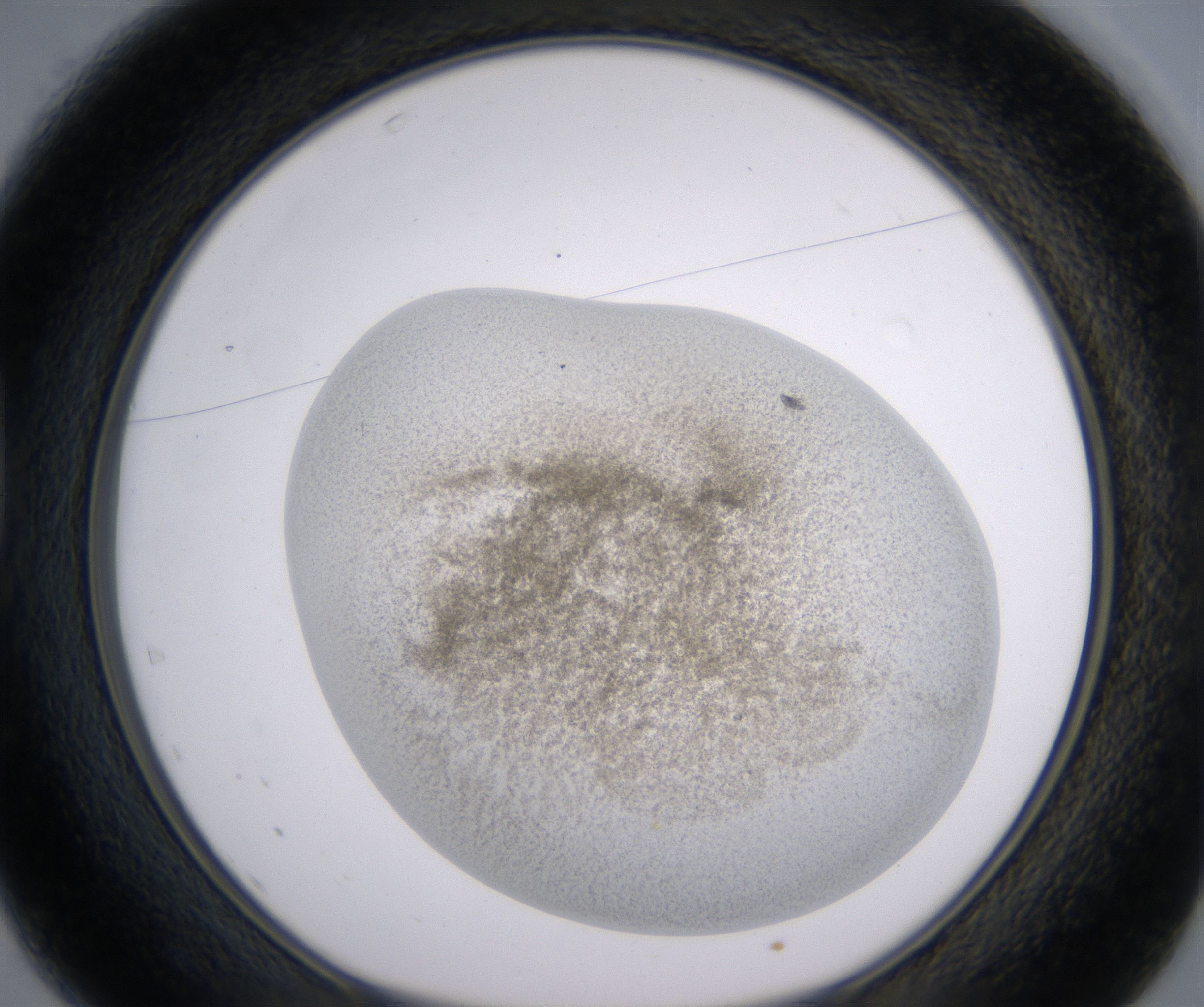 D1_HighResolution_Precipitate_1.jpg