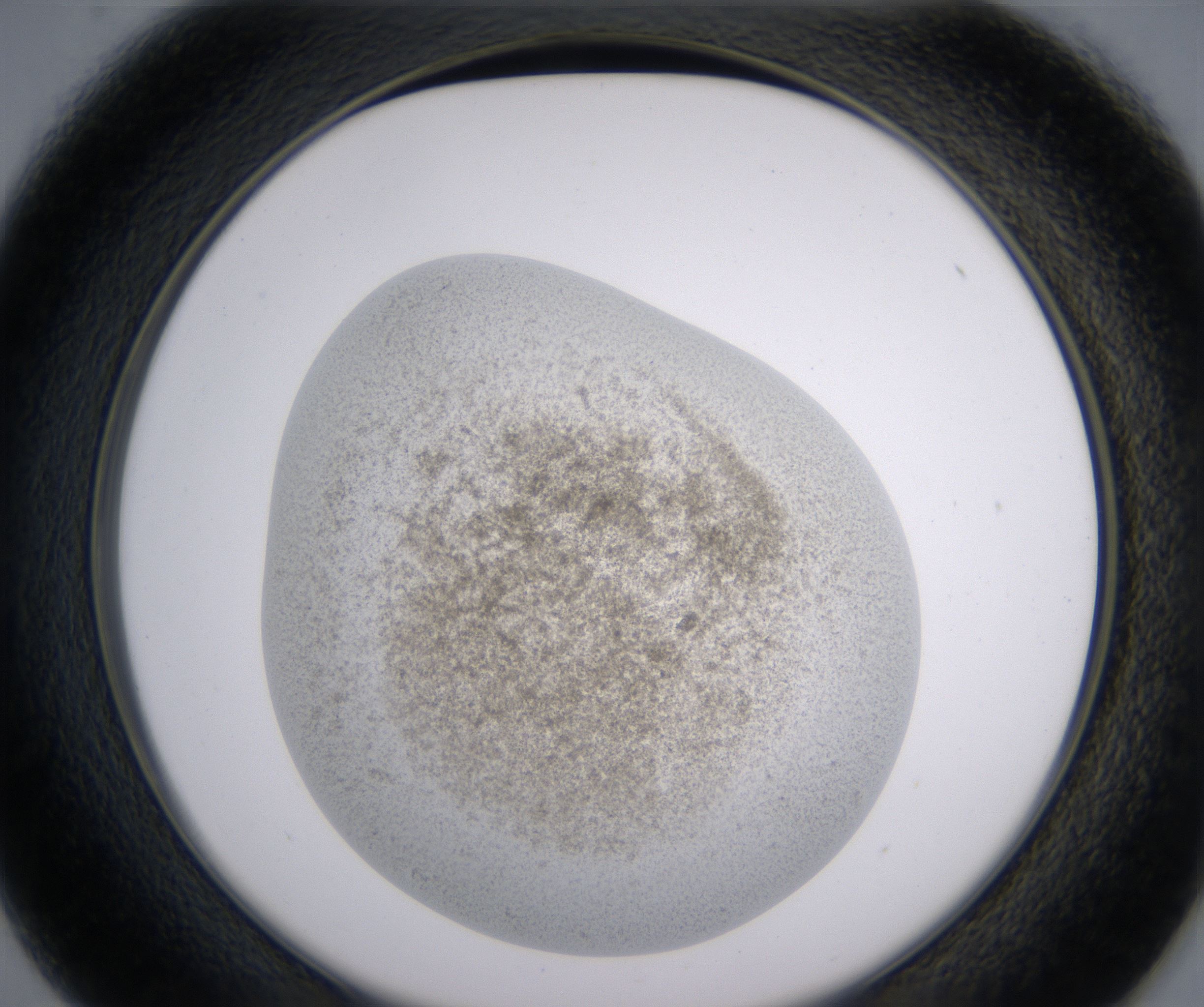 D1_HighResolution_Precipitate_2.jpg
