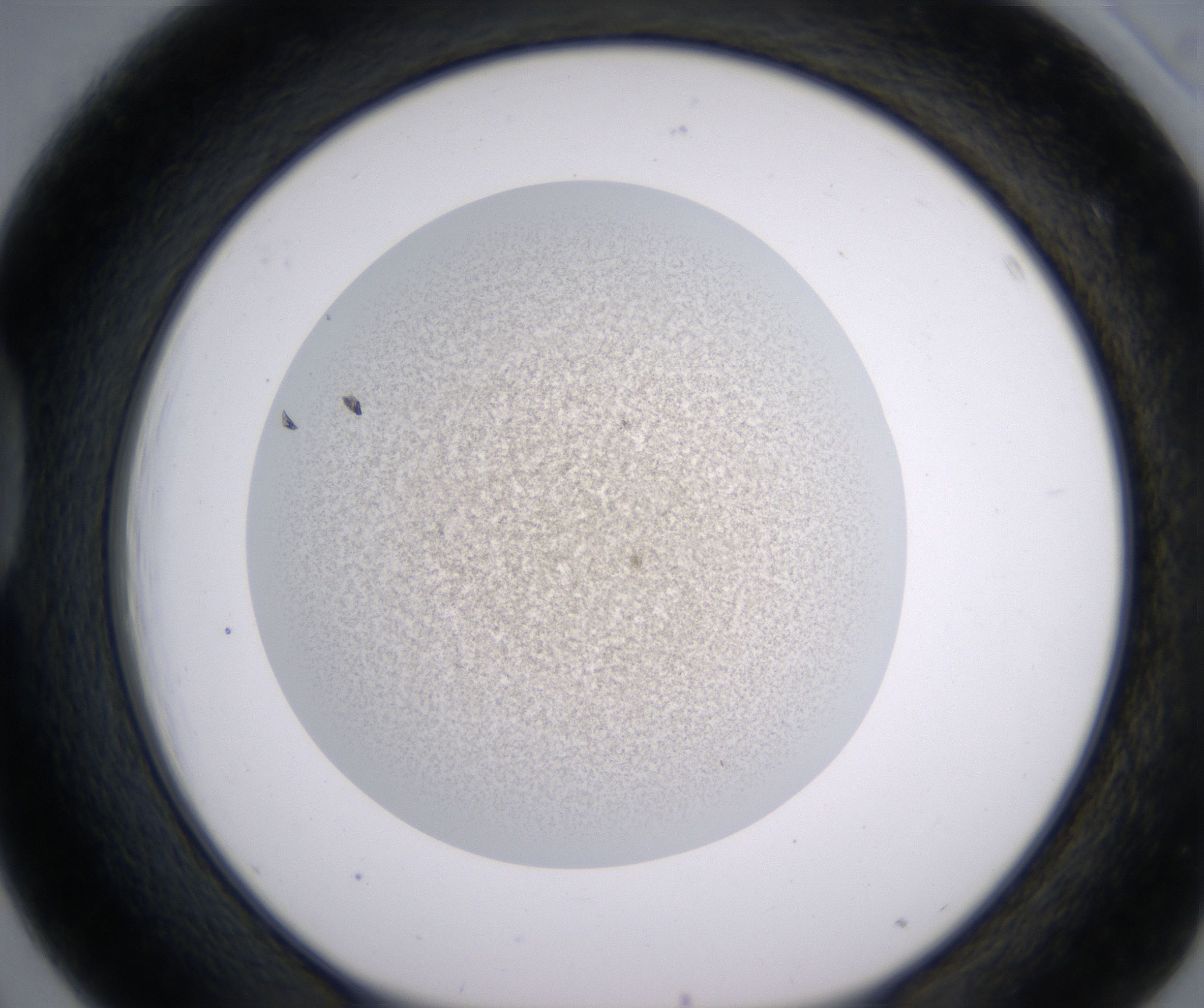 D3_HighResolution_Precipitate_1.jpg