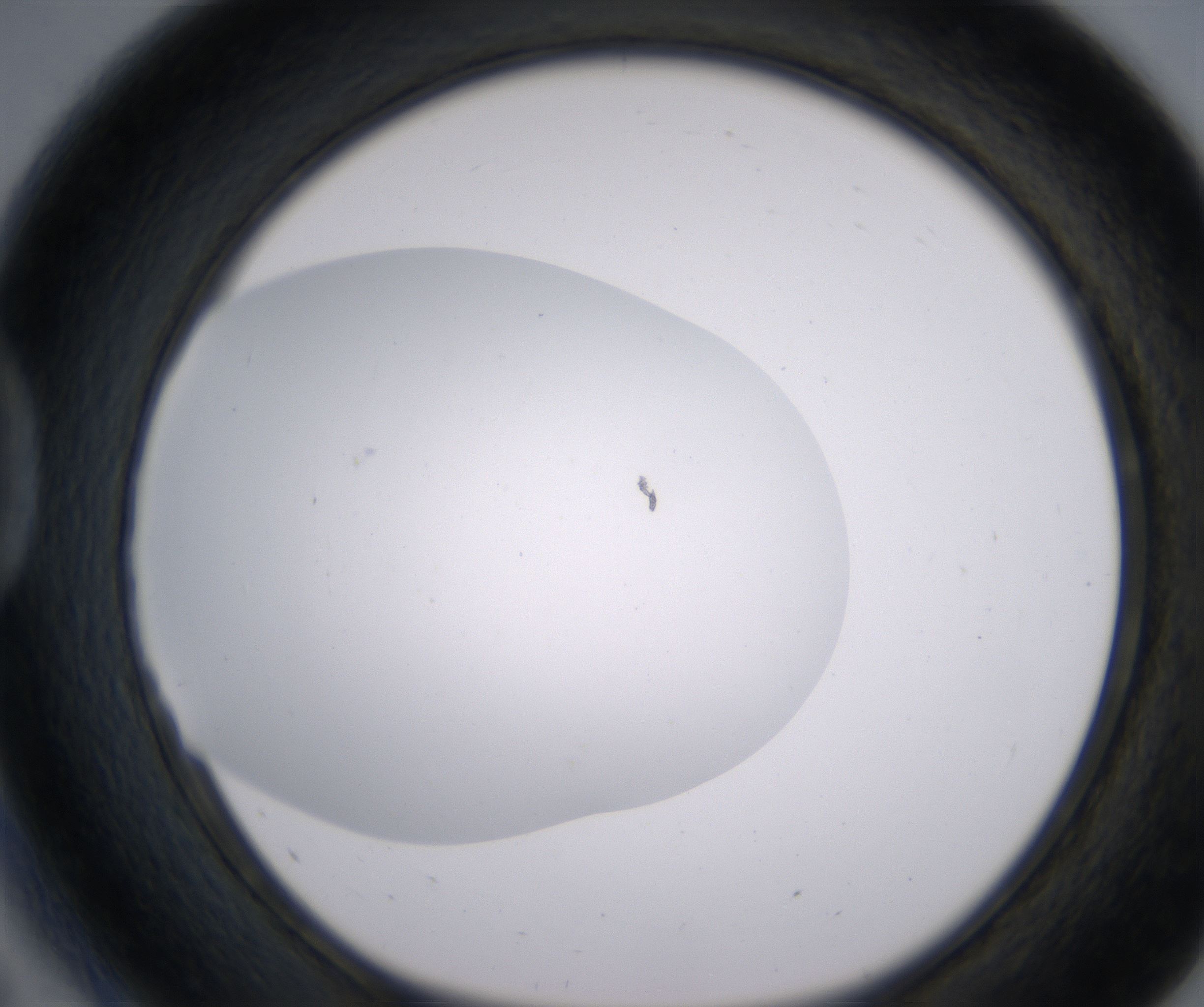 D5_HighResolution_Clear_1.jpg