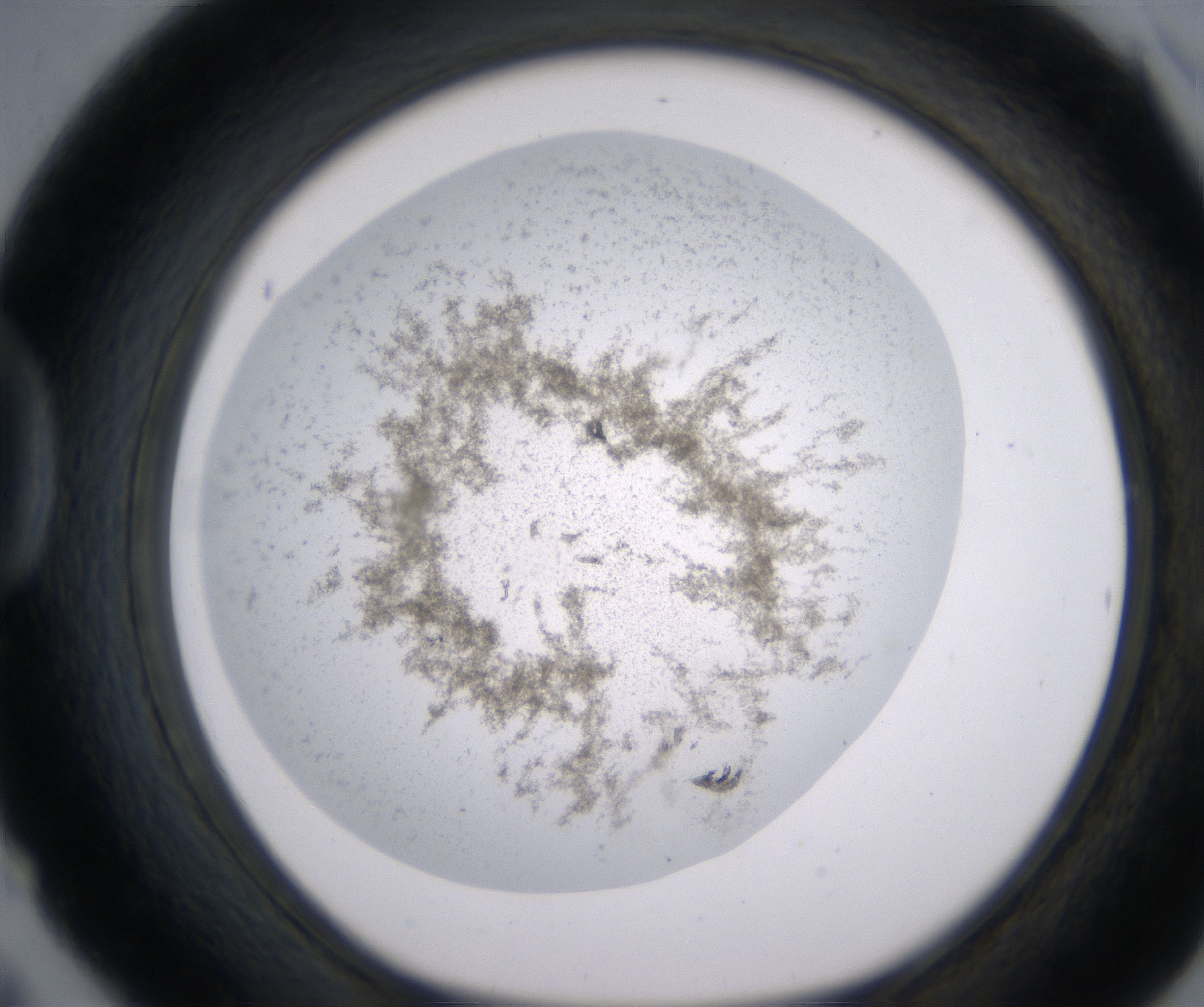 D6_HighResolution_Precipitate_1.jpg