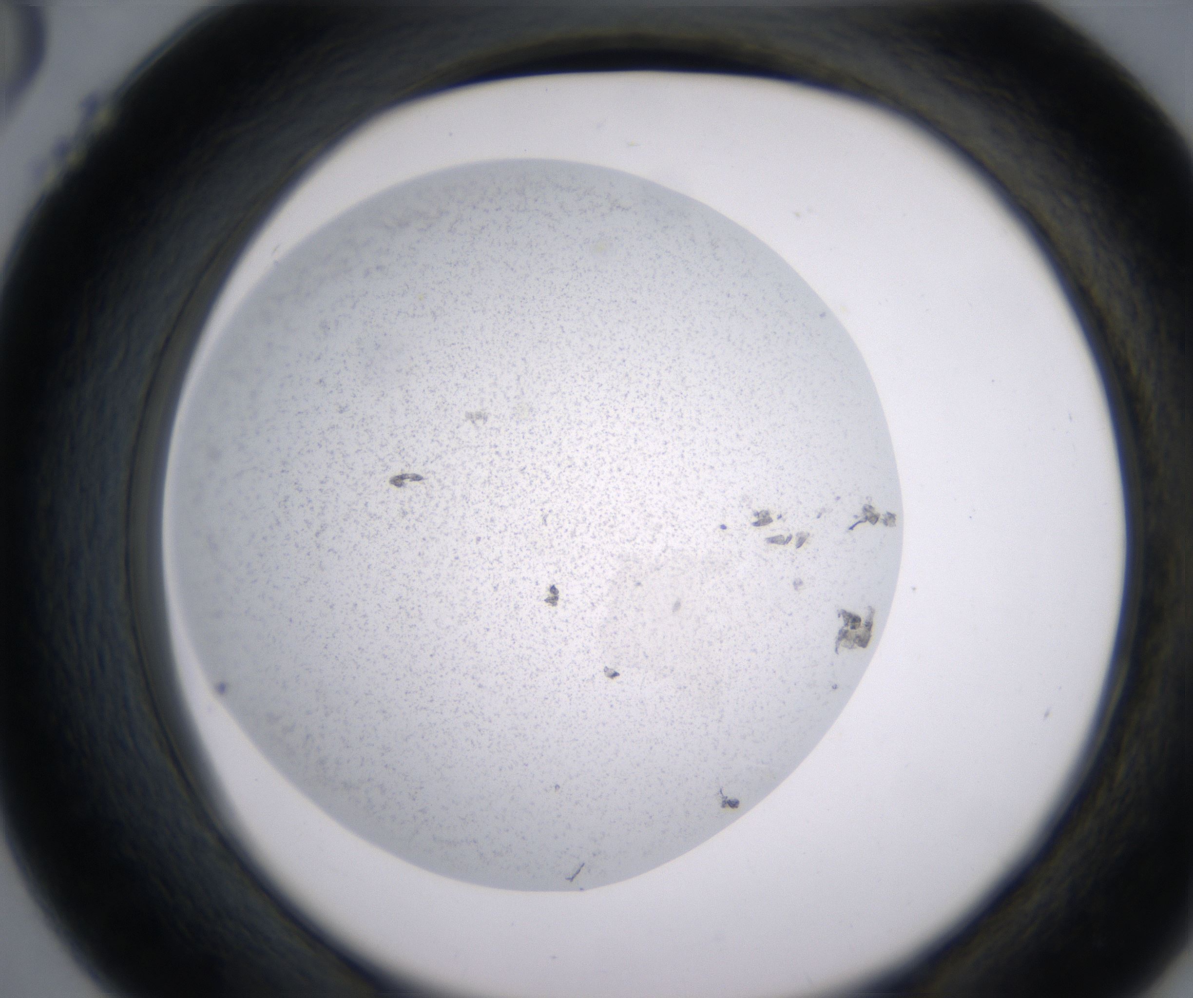 D6_HighResolution_Precipitate_2.jpg