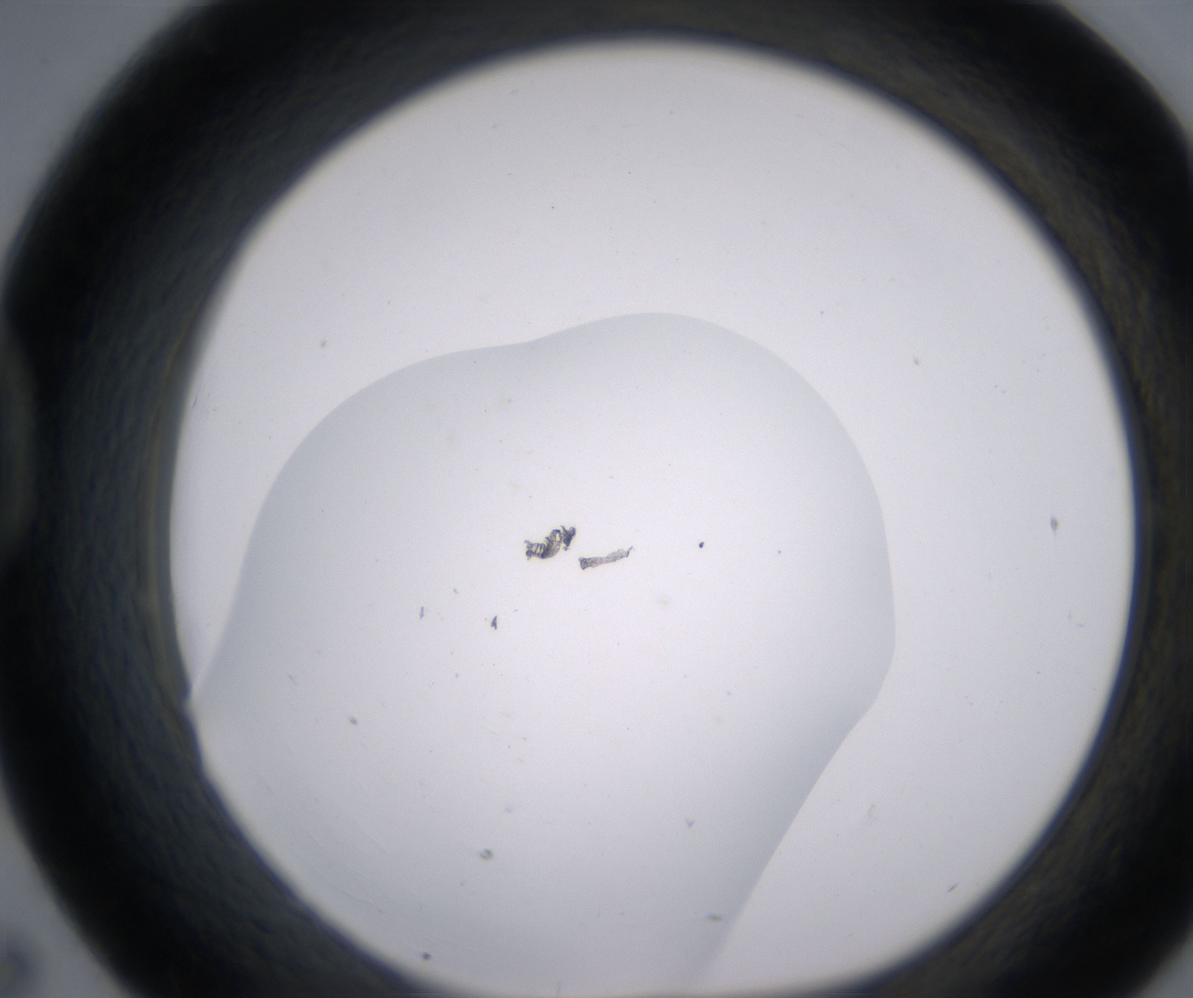 D7_HighResolution_Clear_1.jpg
