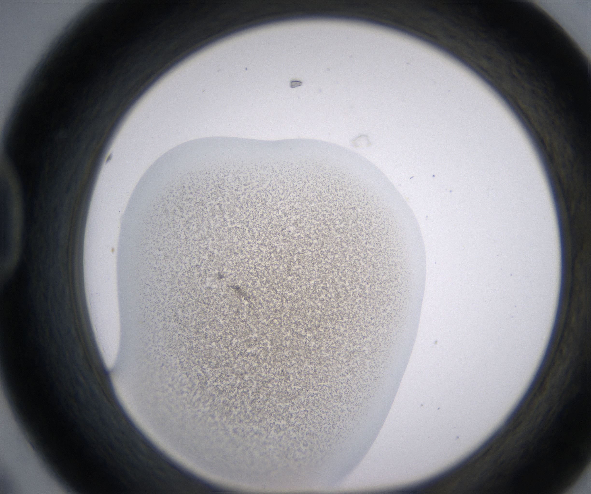 D8_HighResolution_Precipitate_1.jpg