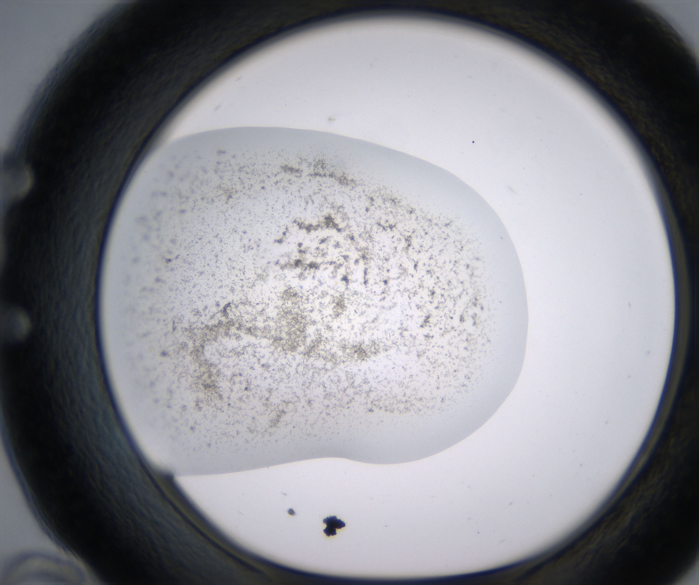 E10_HighResolution_Precipitate_1.jpg