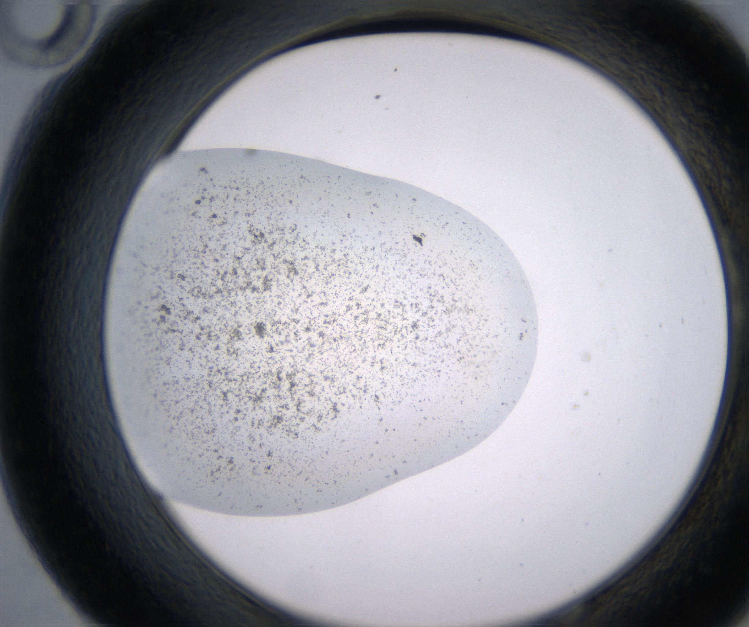 E10_HighResolution_Precipitate_2.jpg