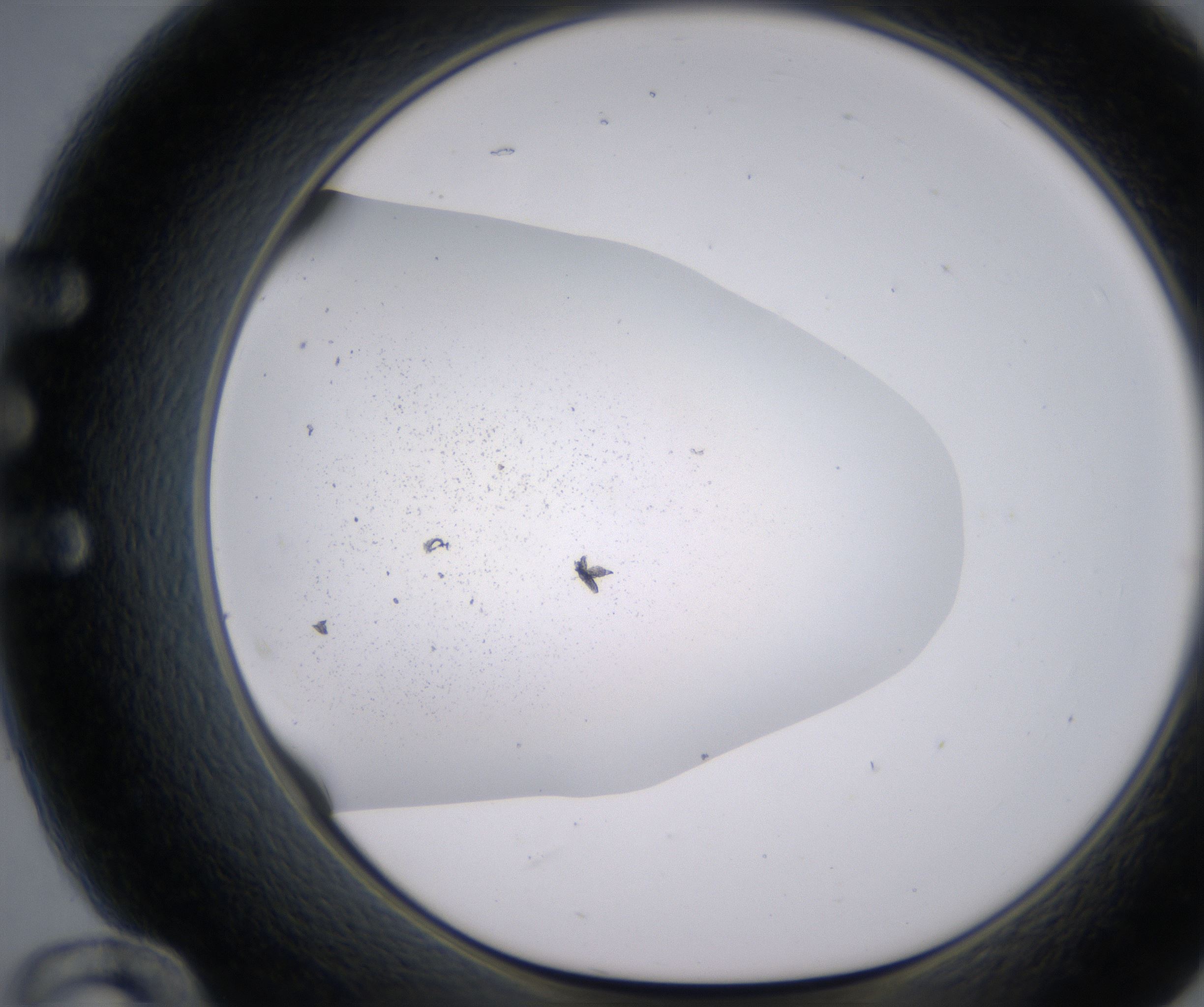 E12_HighResolution_Precipitate_1.jpg