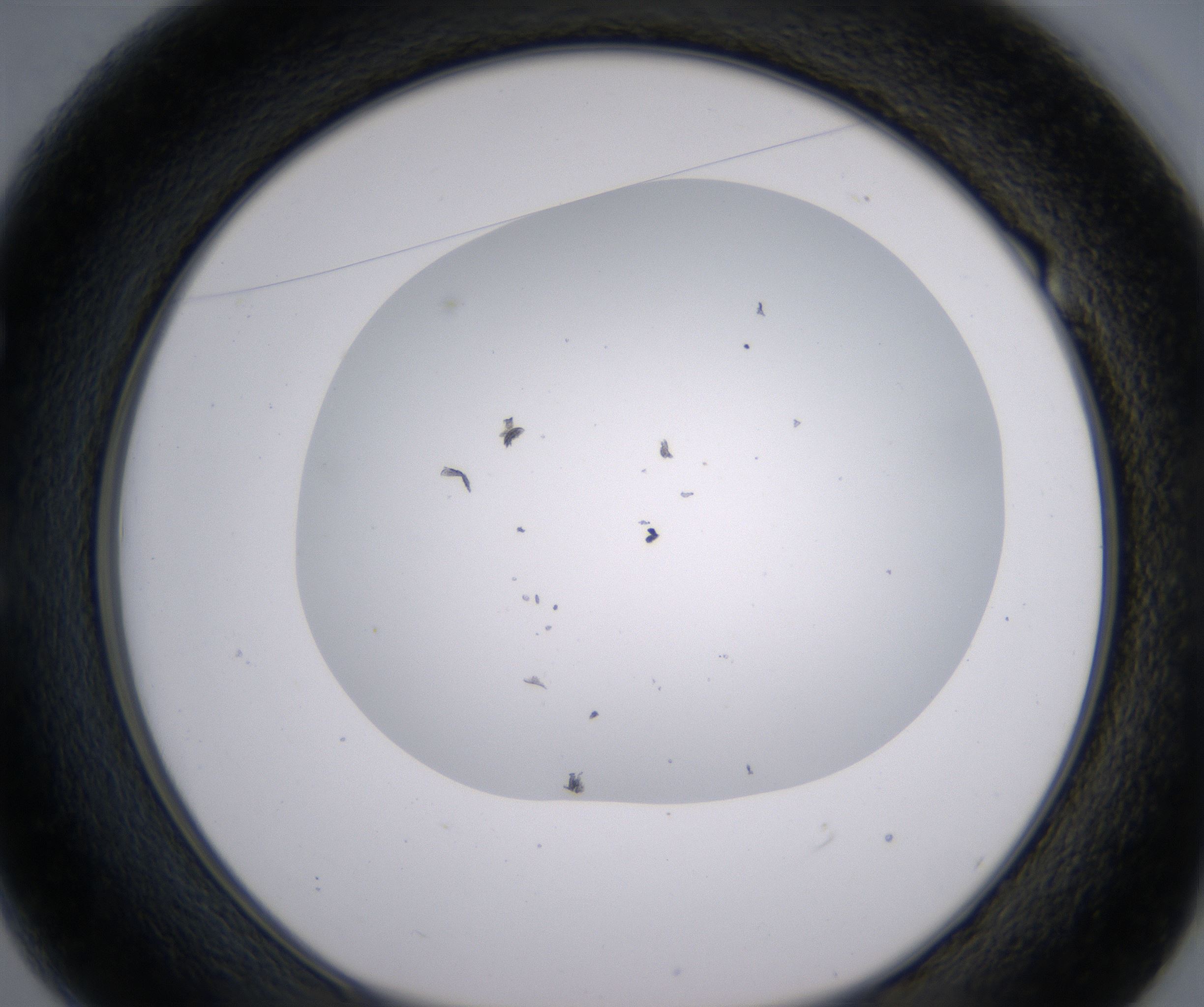 E1_HighResolution_Clear_1.jpg