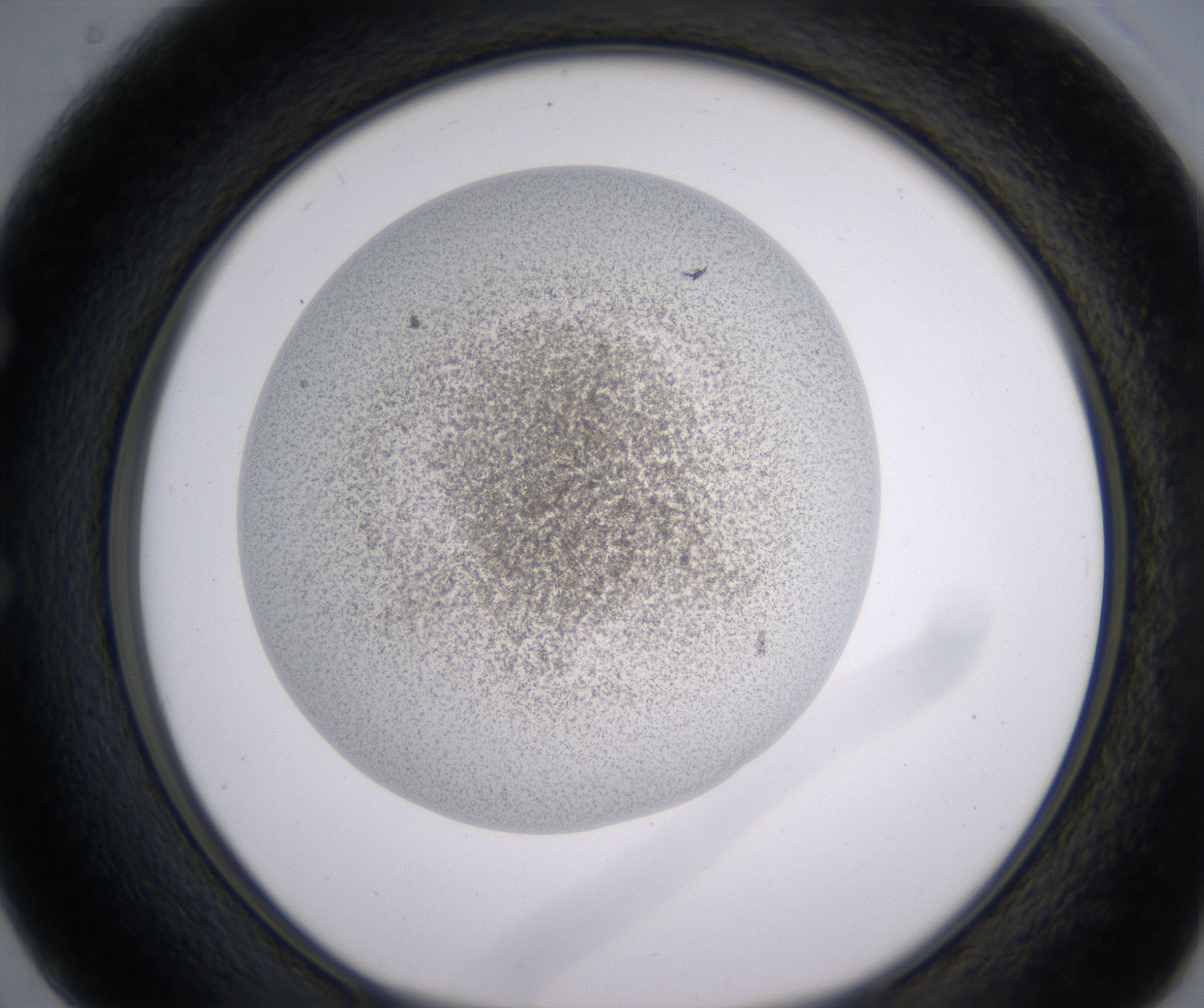 E2_HighResolution_Precipitate_1.jpg