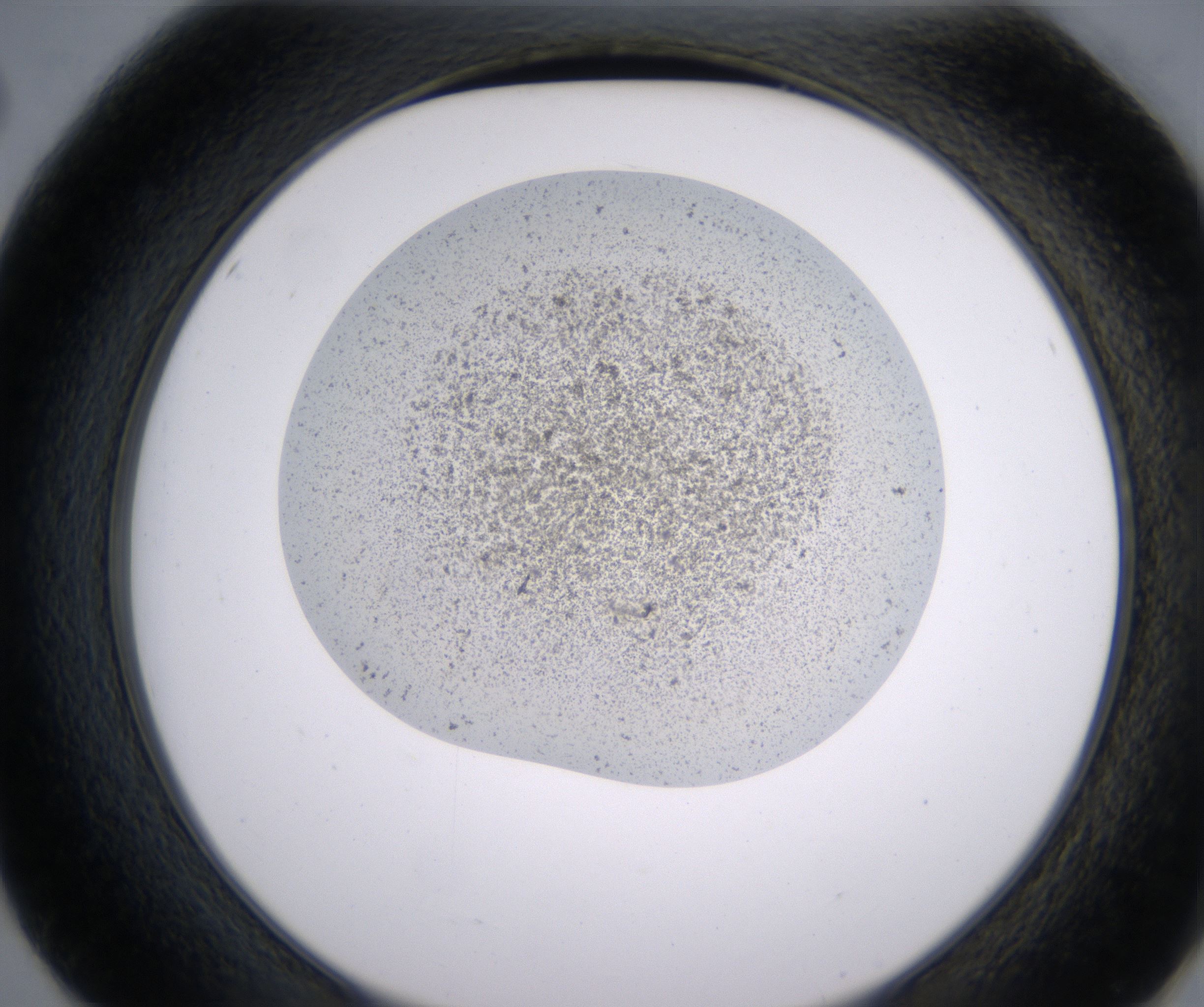 E2_HighResolution_Precipitate_2.jpg