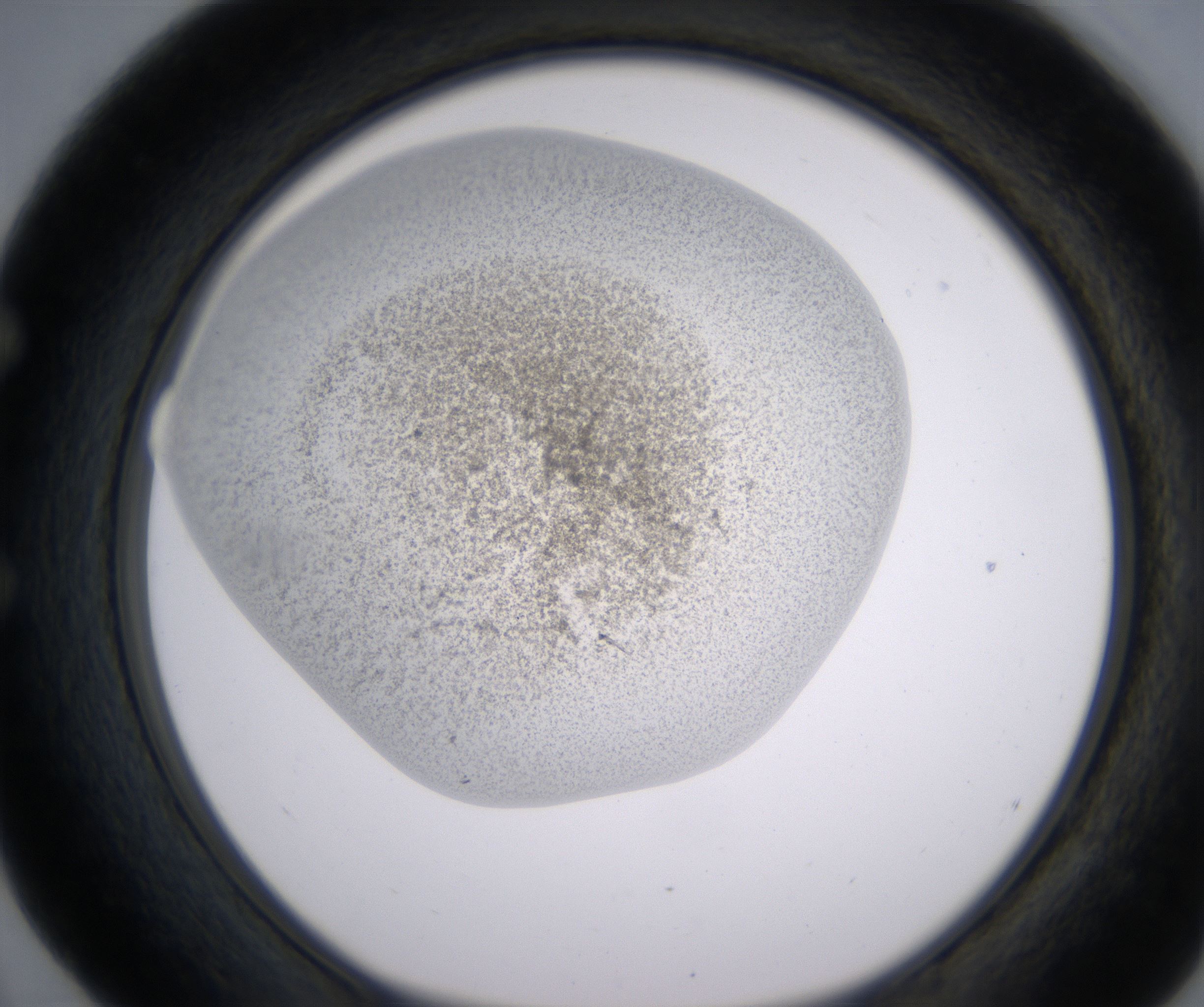 E4_HighResolution_Precipitate_1.jpg