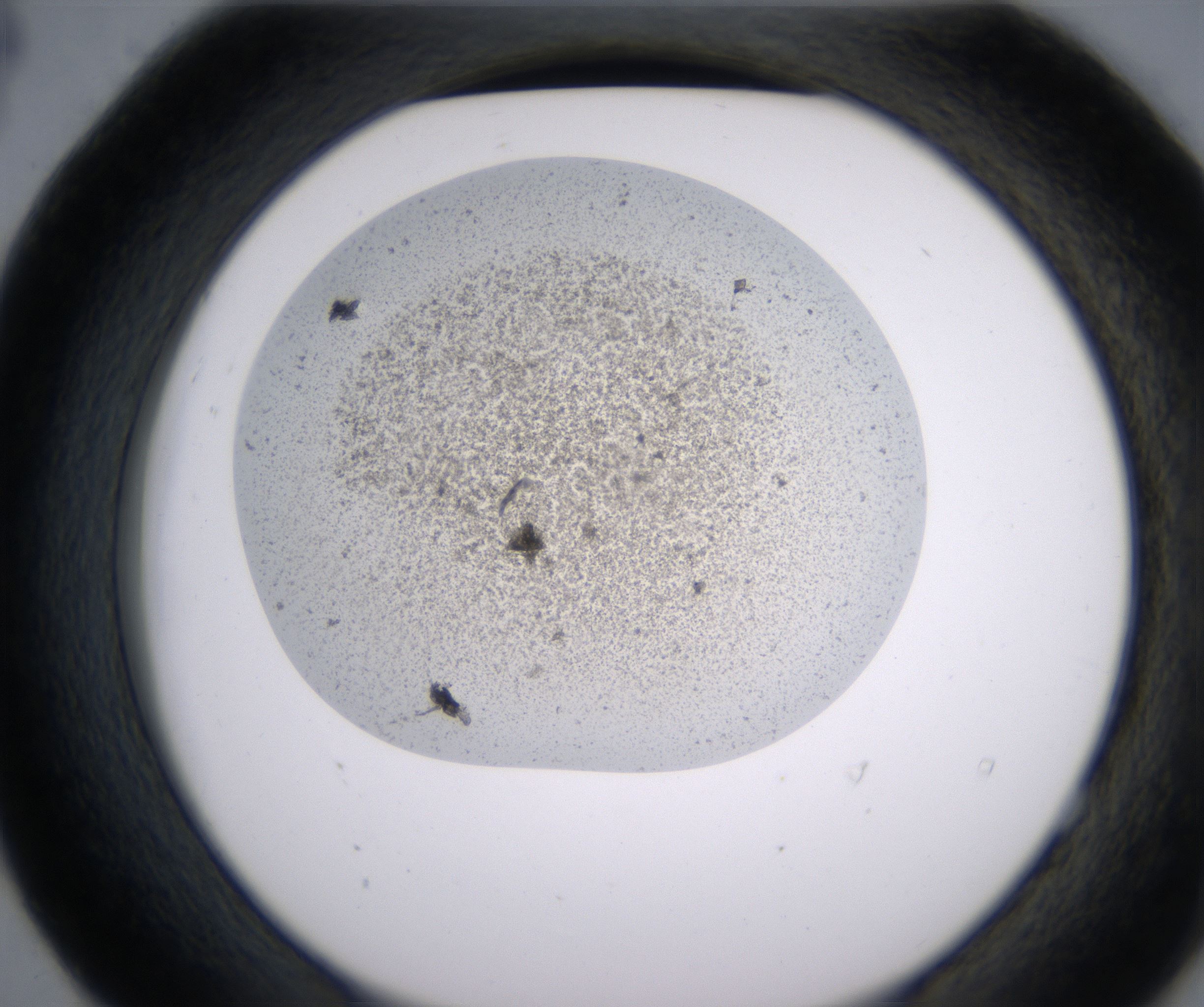 E4_HighResolution_Precipitate_2.jpg
