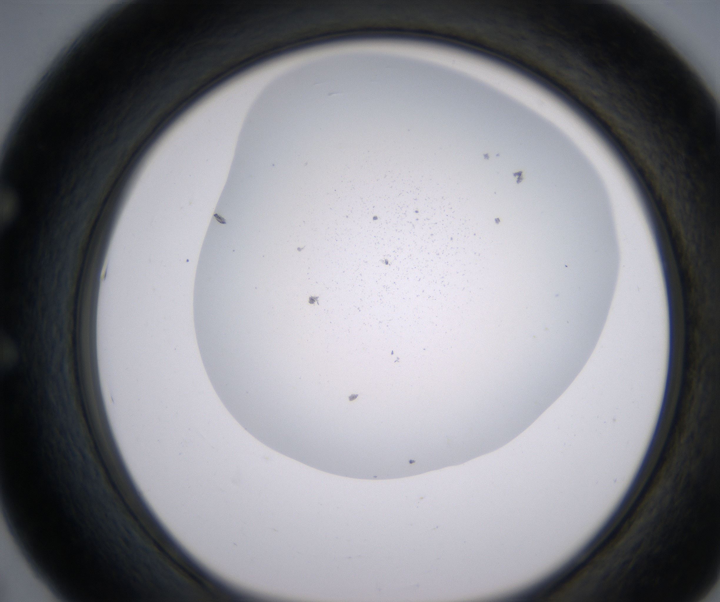 E5_HighResolution_Precipitate_1.jpg