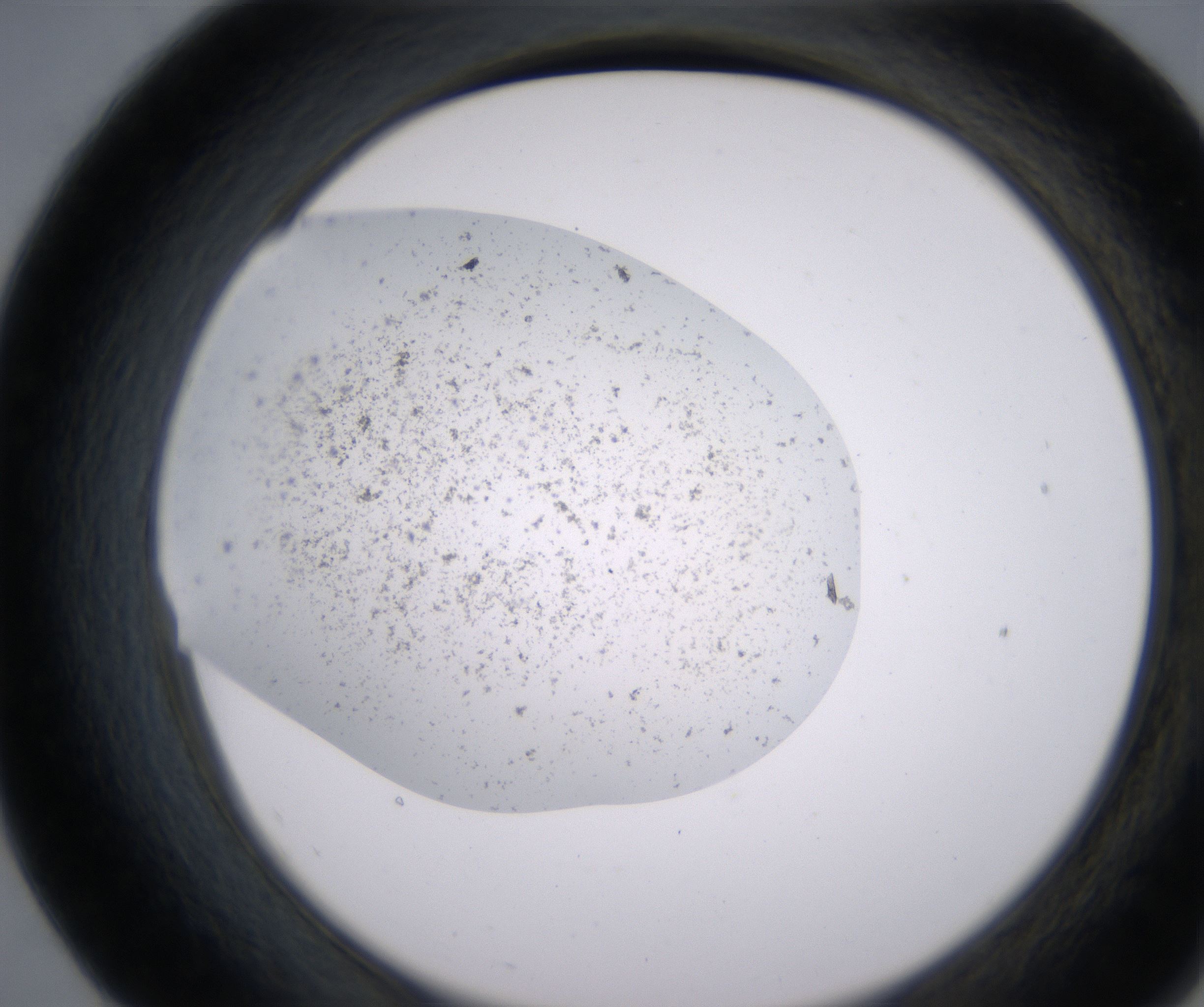 E7_HighResolution_Precipitate_2.jpg