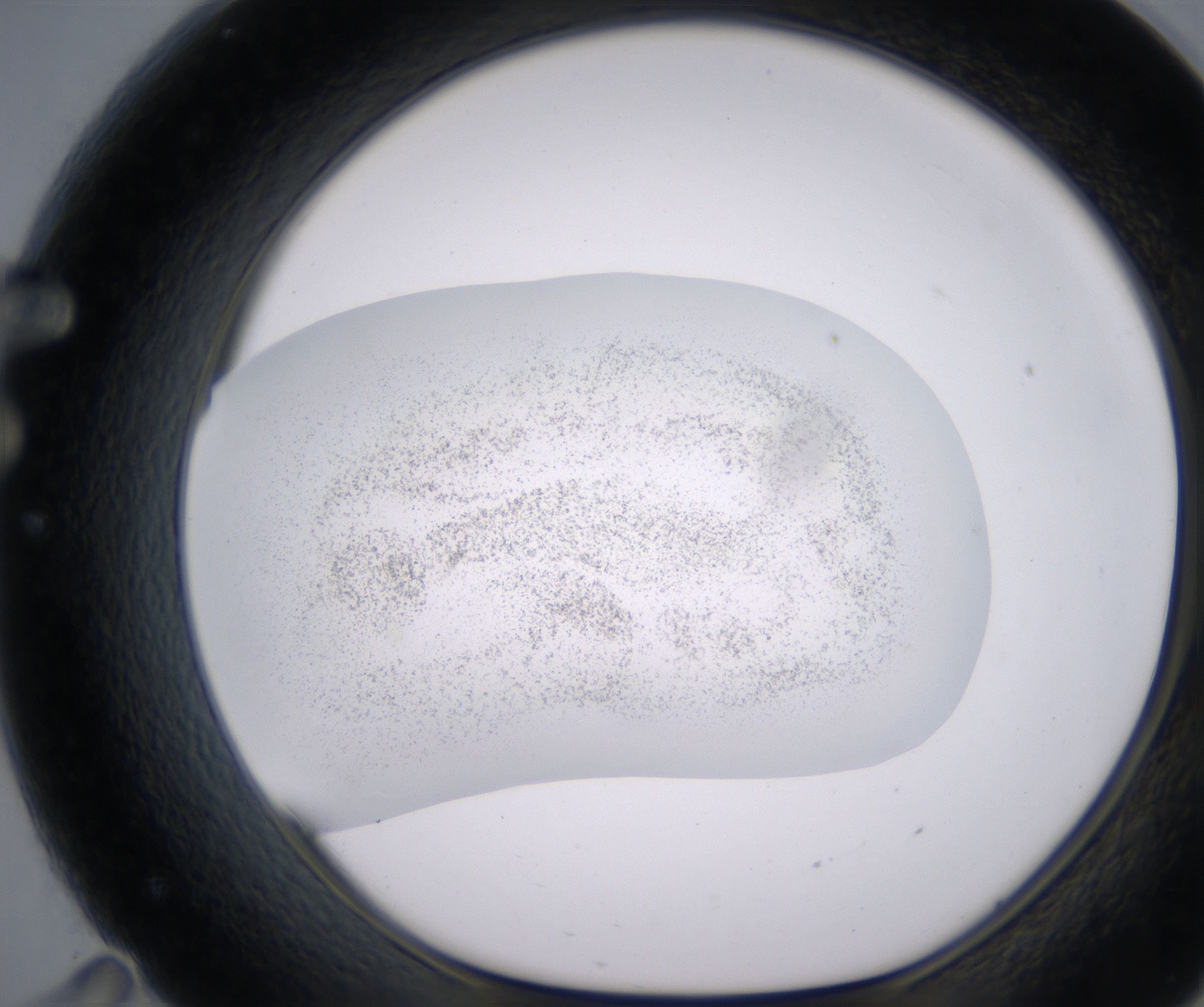 F11_HighResolution_Precipitate_1.jpg