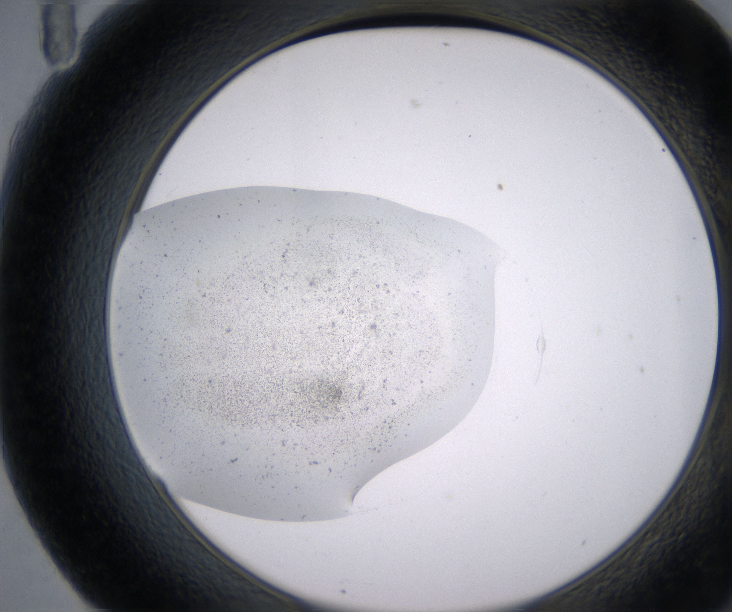 F11_HighResolution_Precipitate_2.jpg