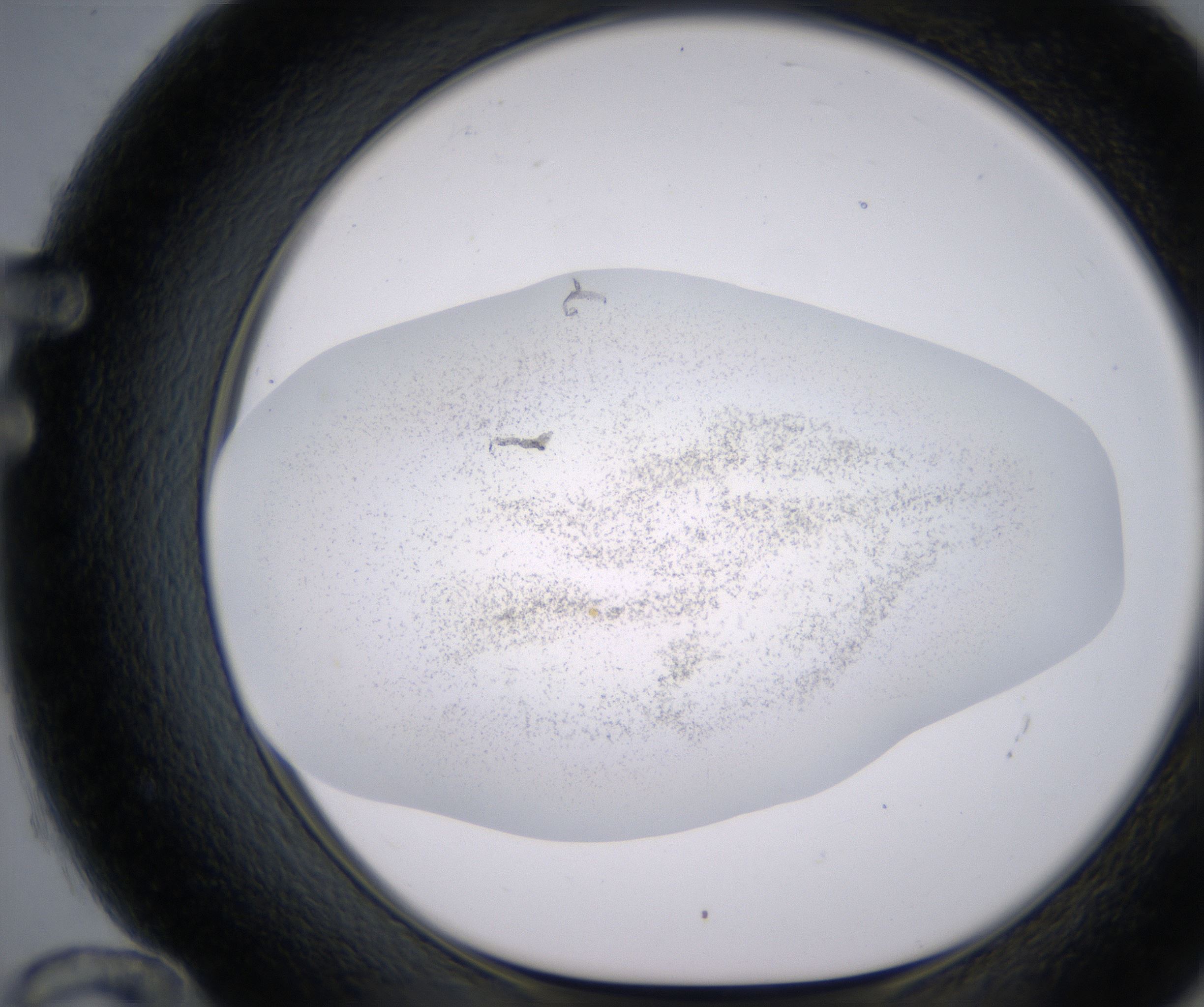 F12_HighResolution_Precipitate_1.jpg