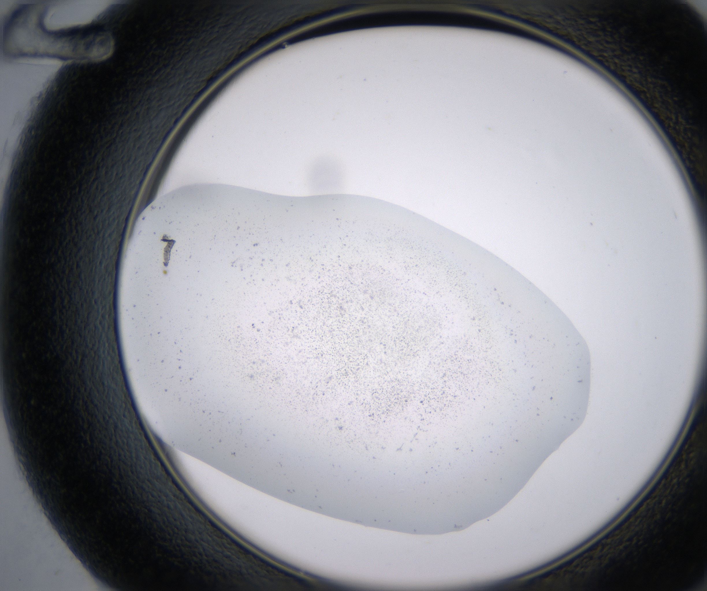 F12_HighResolution_Precipitate_2.jpg