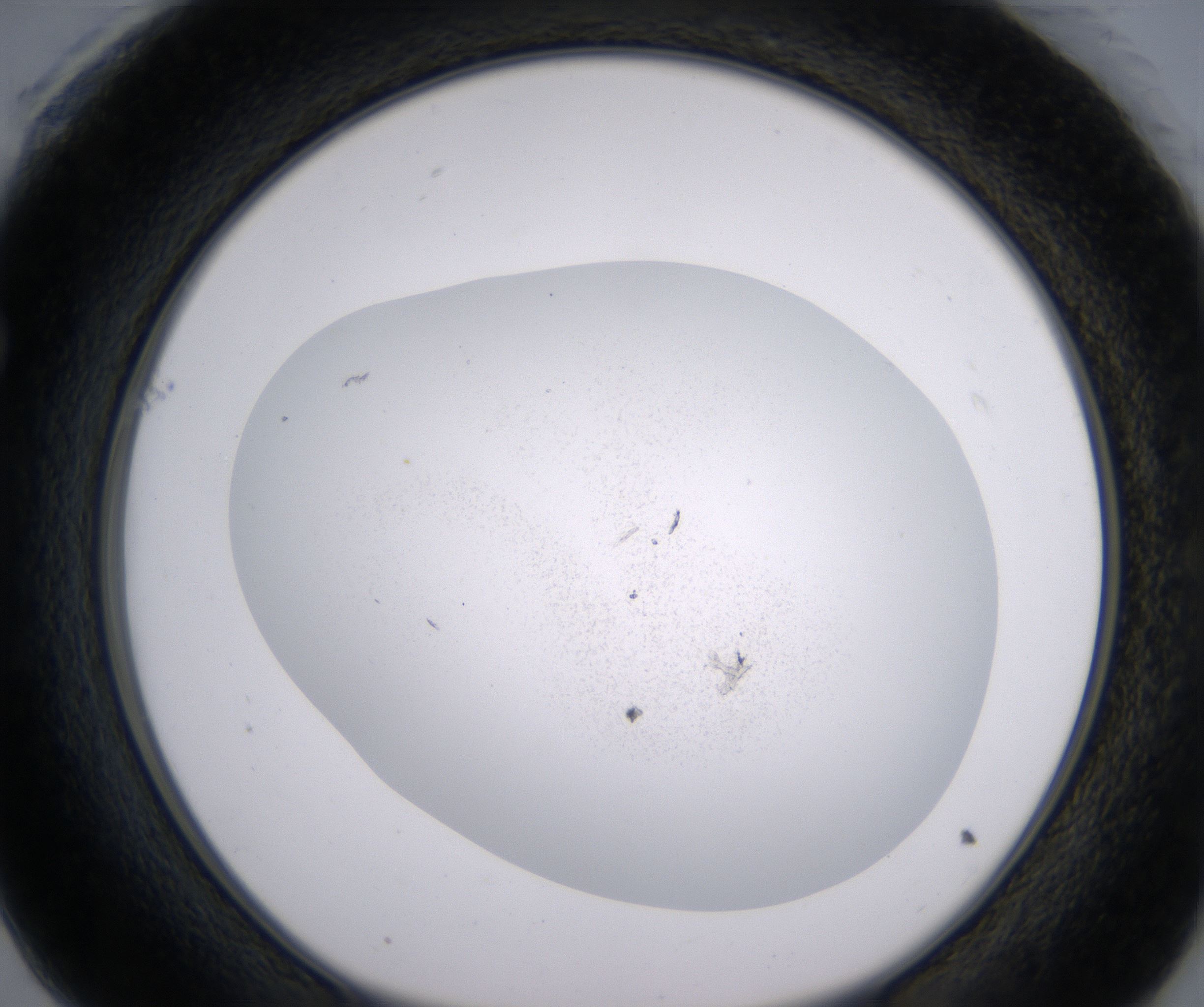 F1_HighResolution_Precipitate_1.jpg
