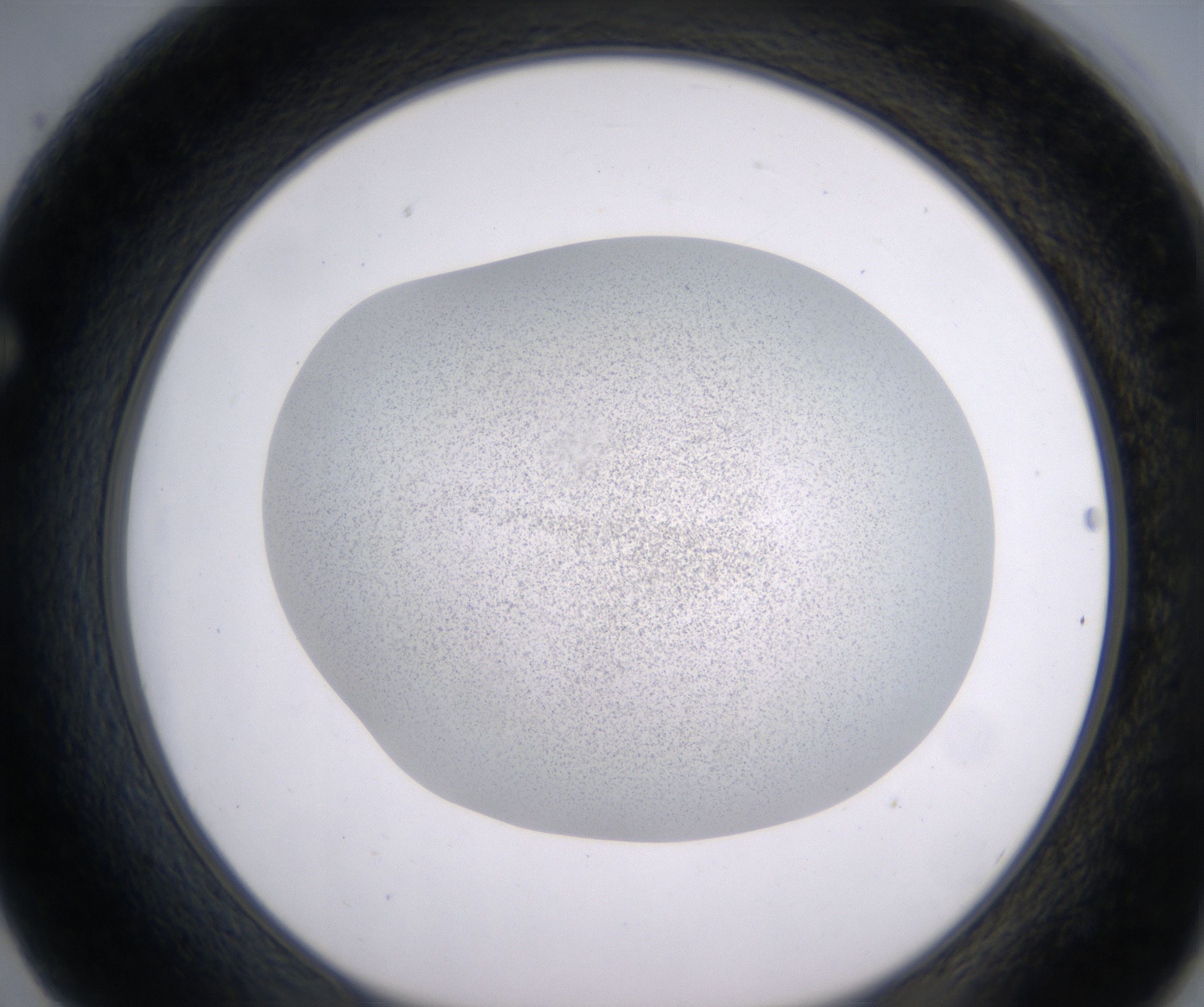 F2_HighResolution_Precipitate_1.jpg