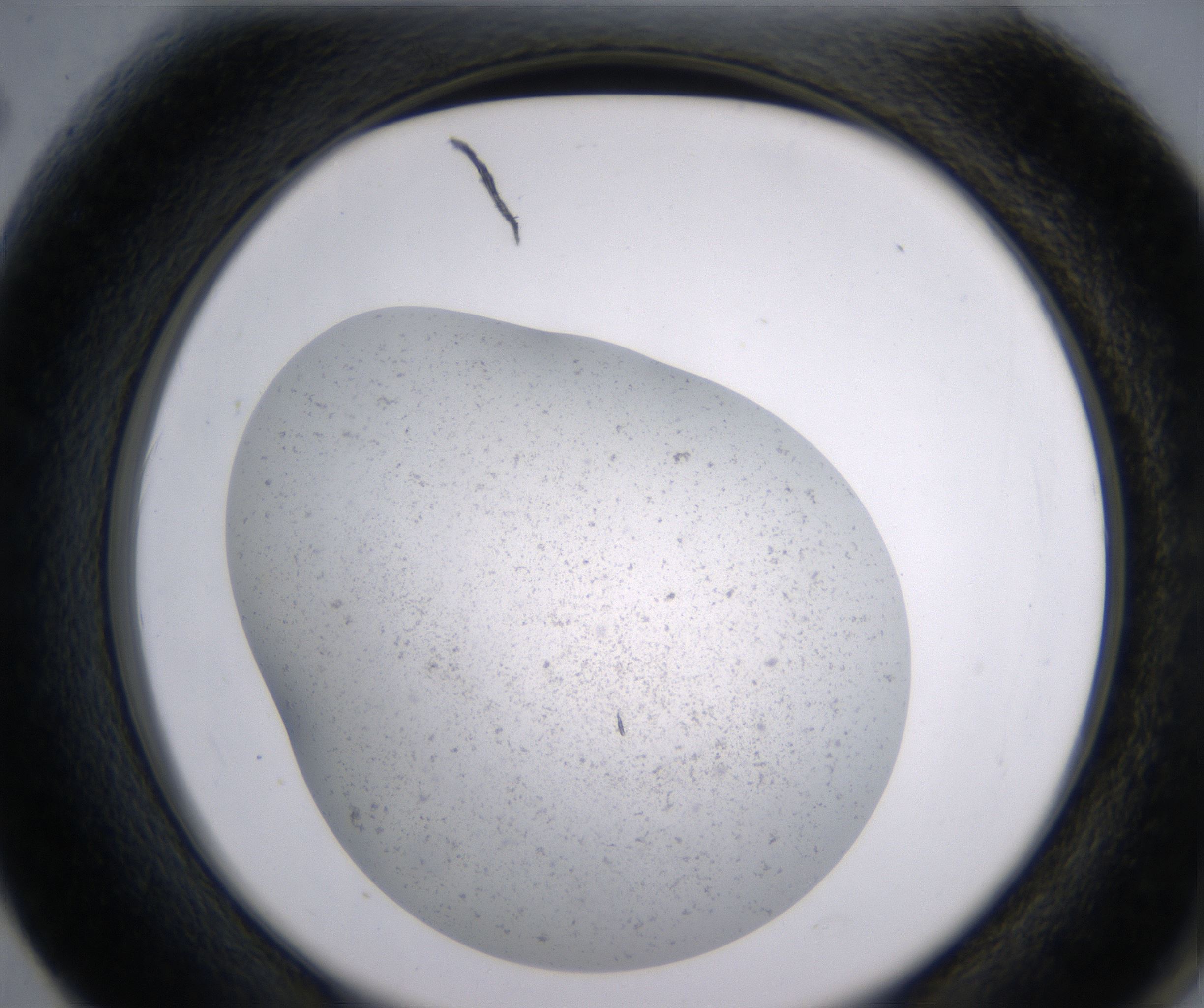 F2_HighResolution_Precipitate_2.jpg