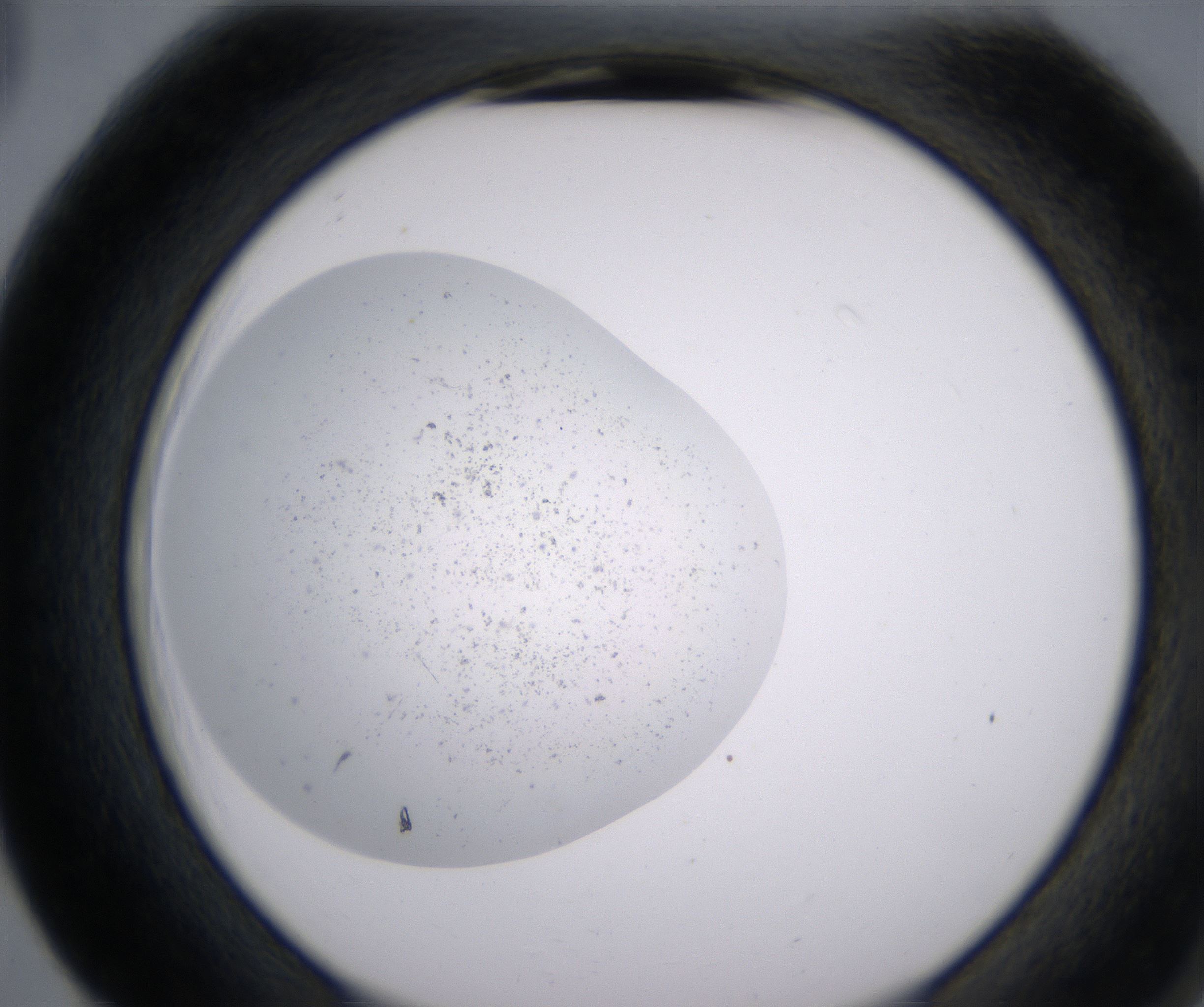 F5_HighResolution_Precipitate_2.jpg