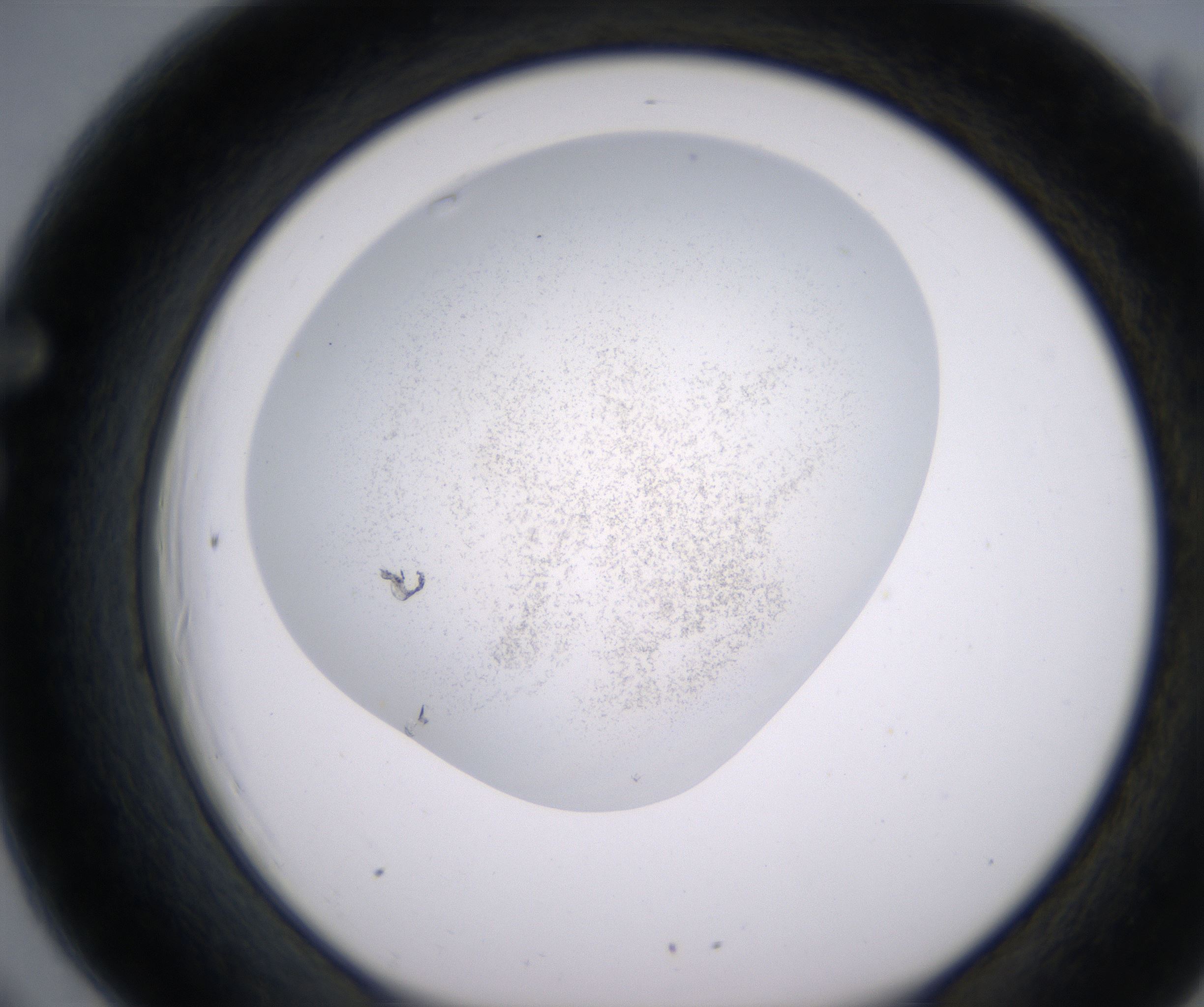 F6_HighResolution_Precipitate_1.jpg