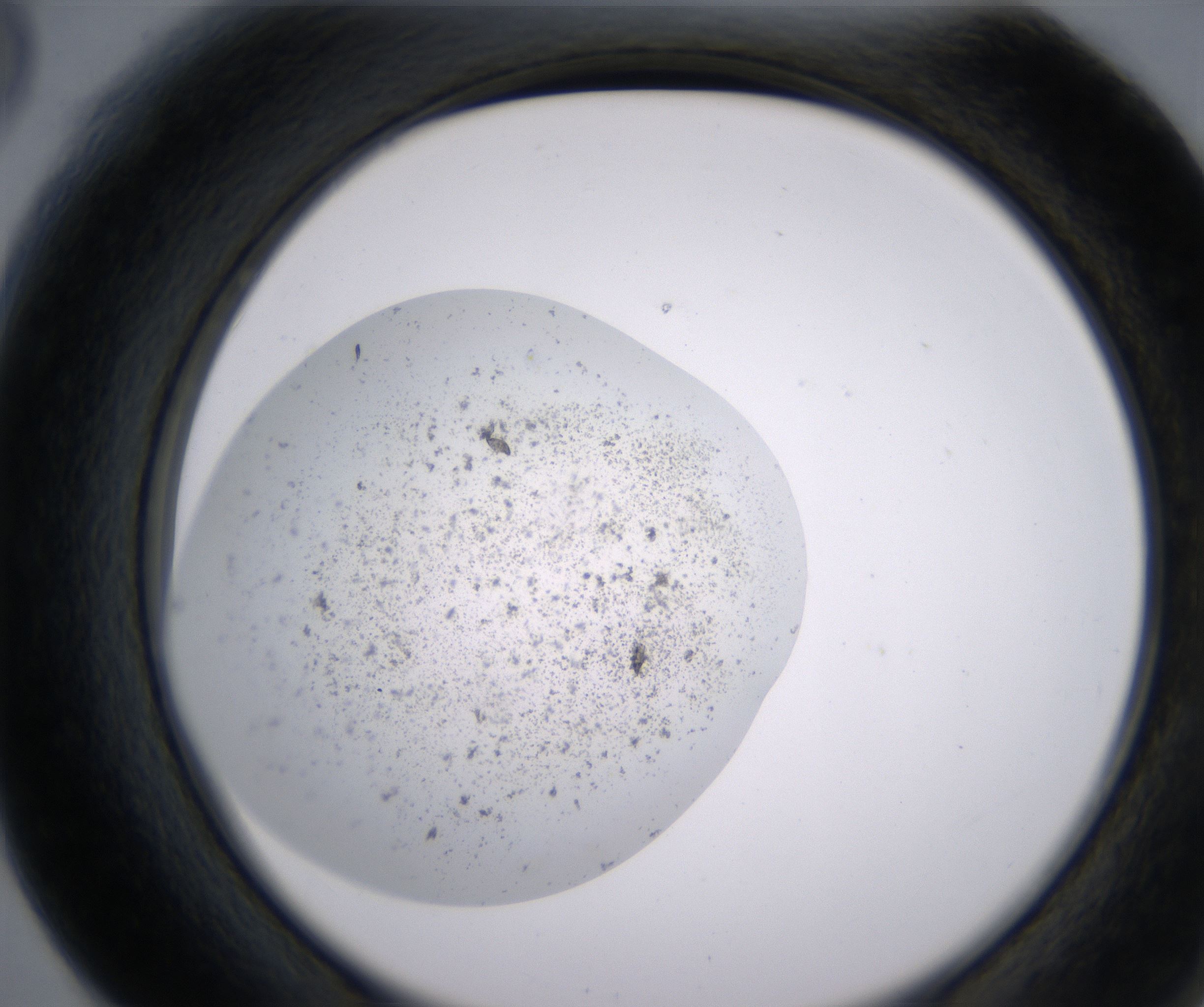 F6_HighResolution_Precipitate_2.jpg