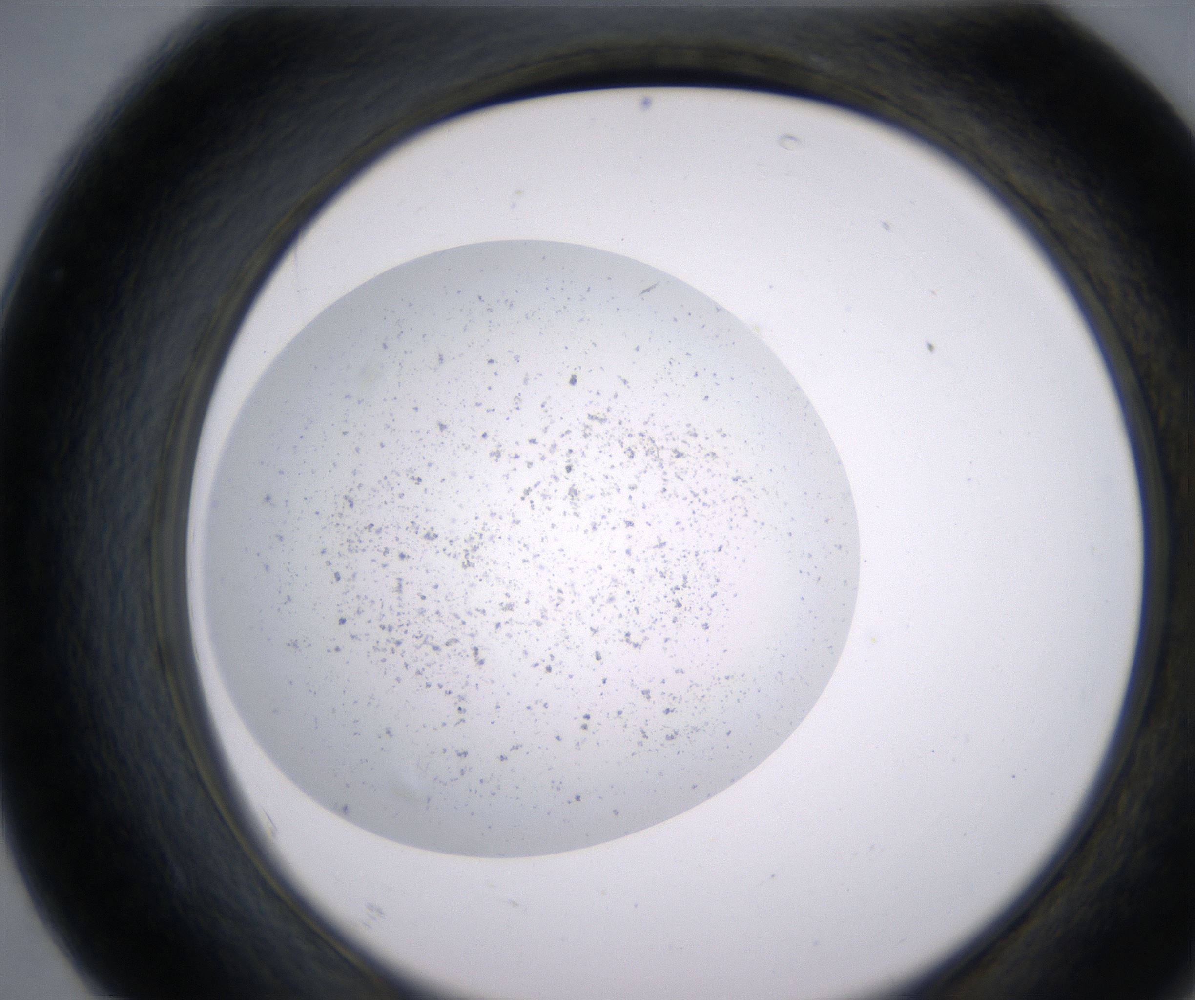 F7_HighResolution_Precipitate_2.jpg