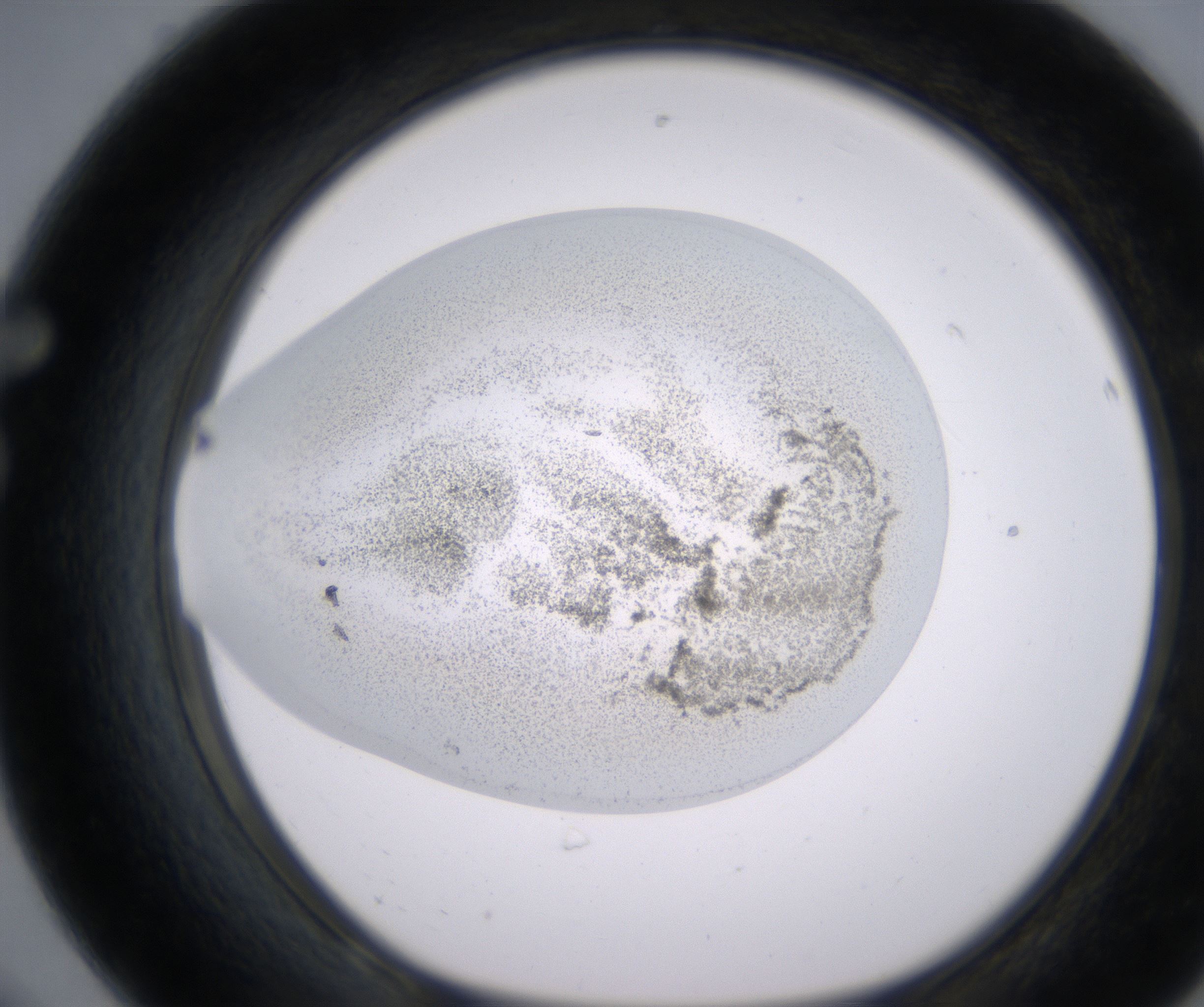 F8_HighResolution_Precipitate_1.jpg