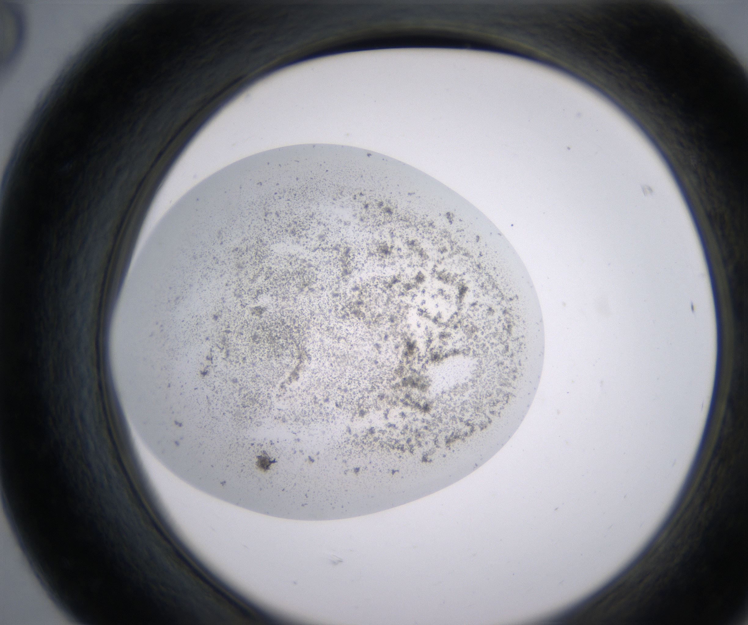 F8_HighResolution_Precipitate_2.jpg