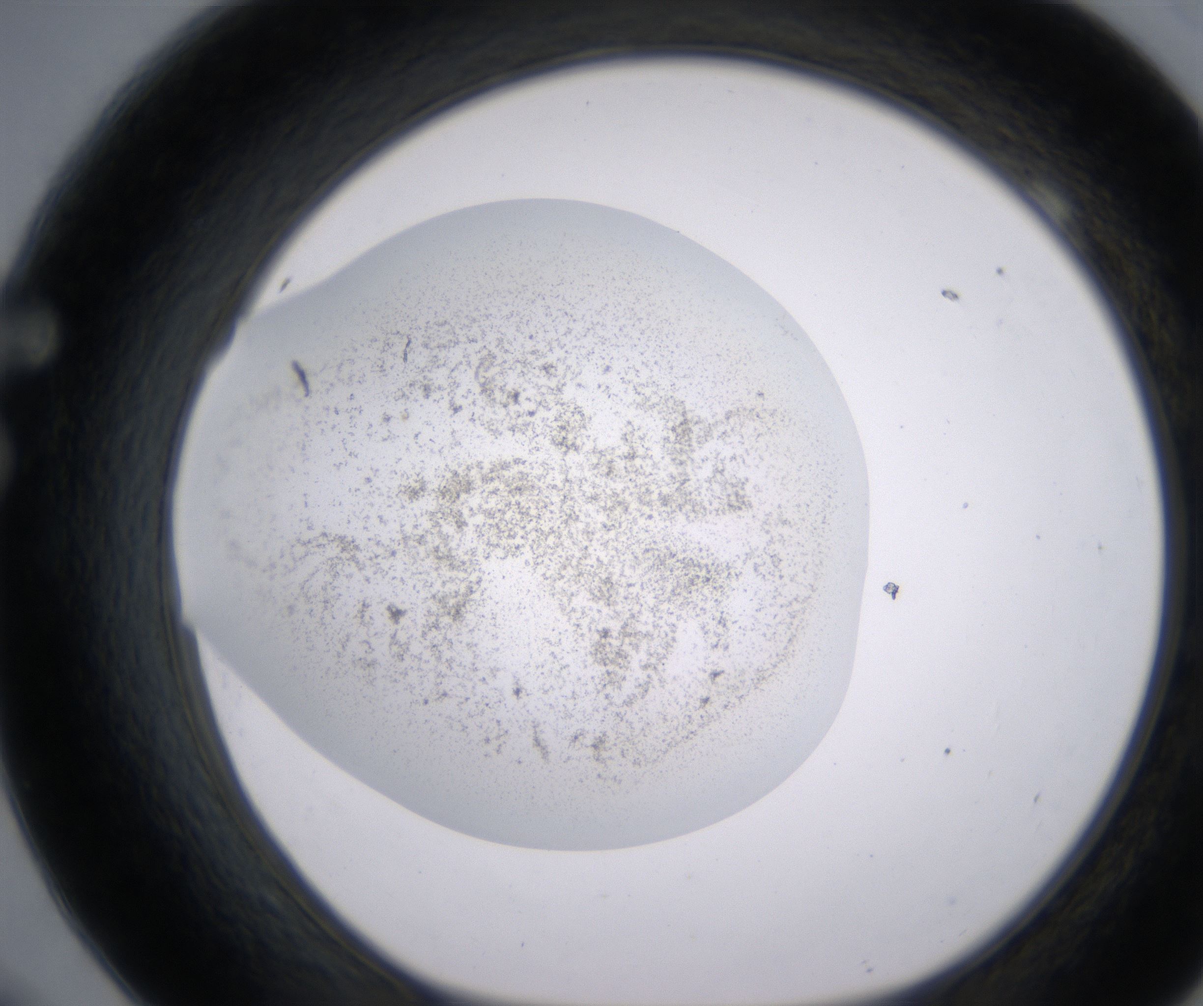 F9_HighResolution_Precipitate_1.jpg