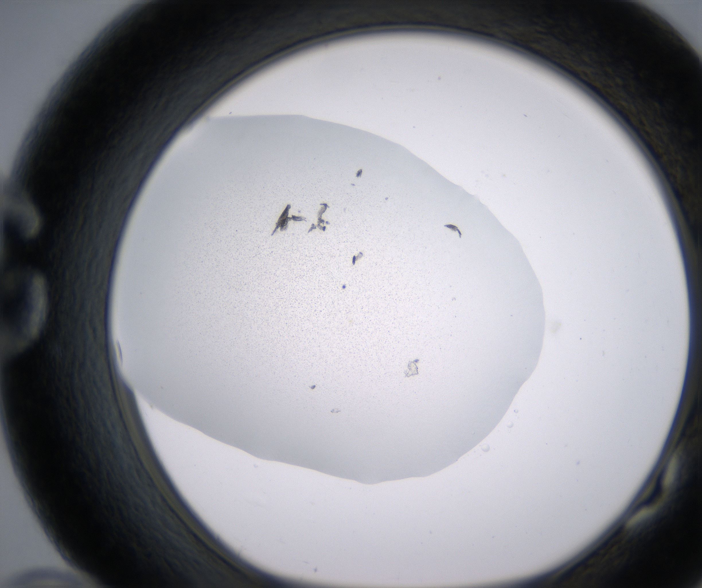 G10_HighResolution_Precipitate_1.jpg