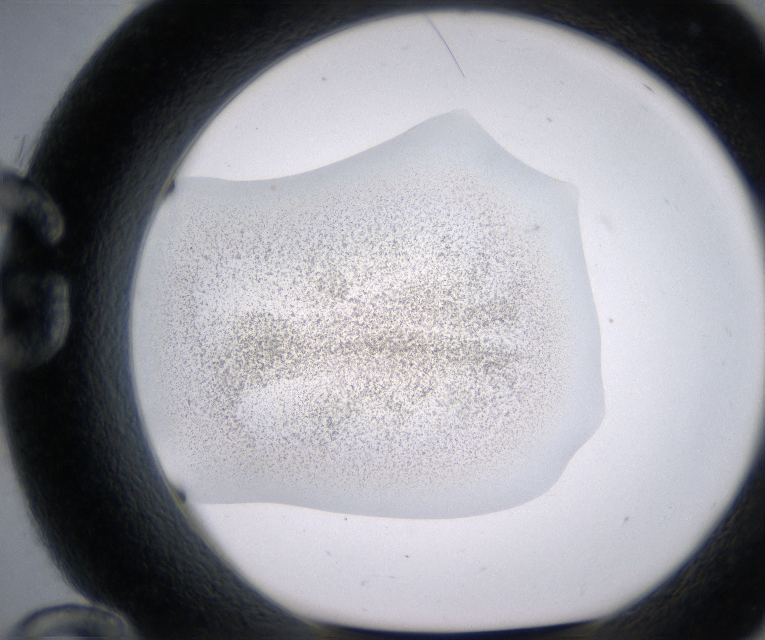 G12_HighResolution_Precipitate_1.jpg