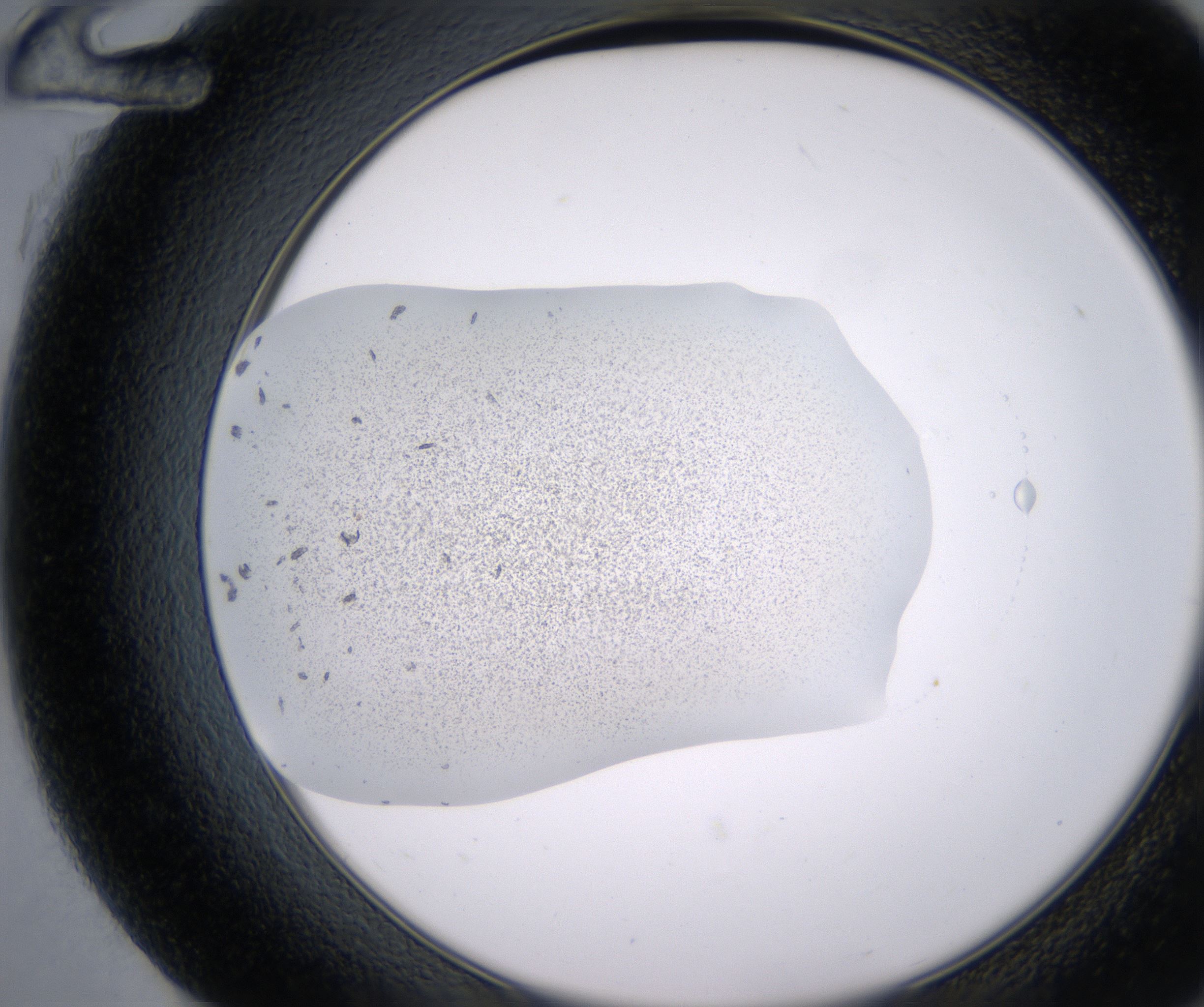 G12_HighResolution_Precipitate_2.jpg